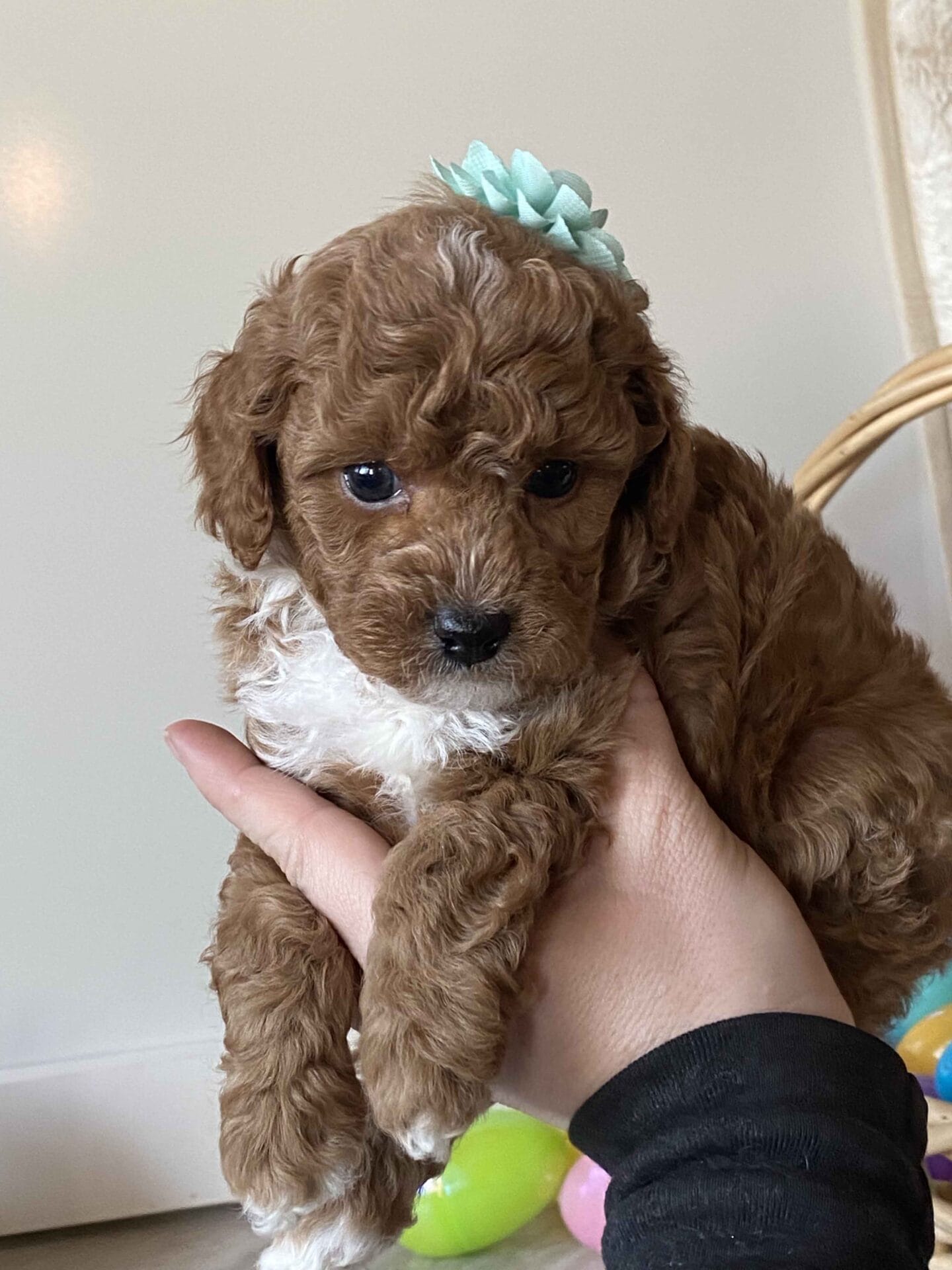 Dimple - Micro Goldendoodle Girl - Image 17
