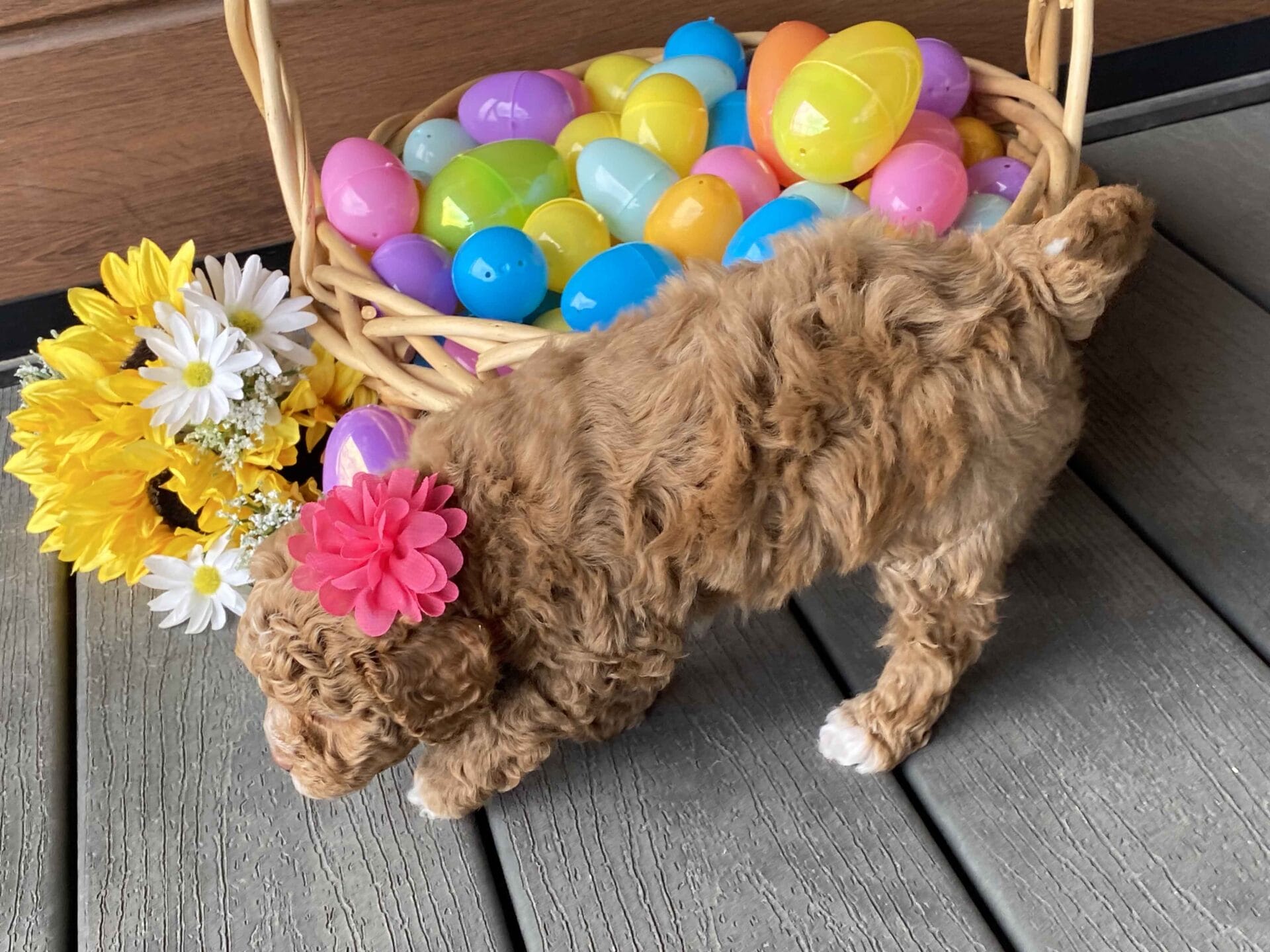 Honey - Micro Labradoodle Girl - Image 19