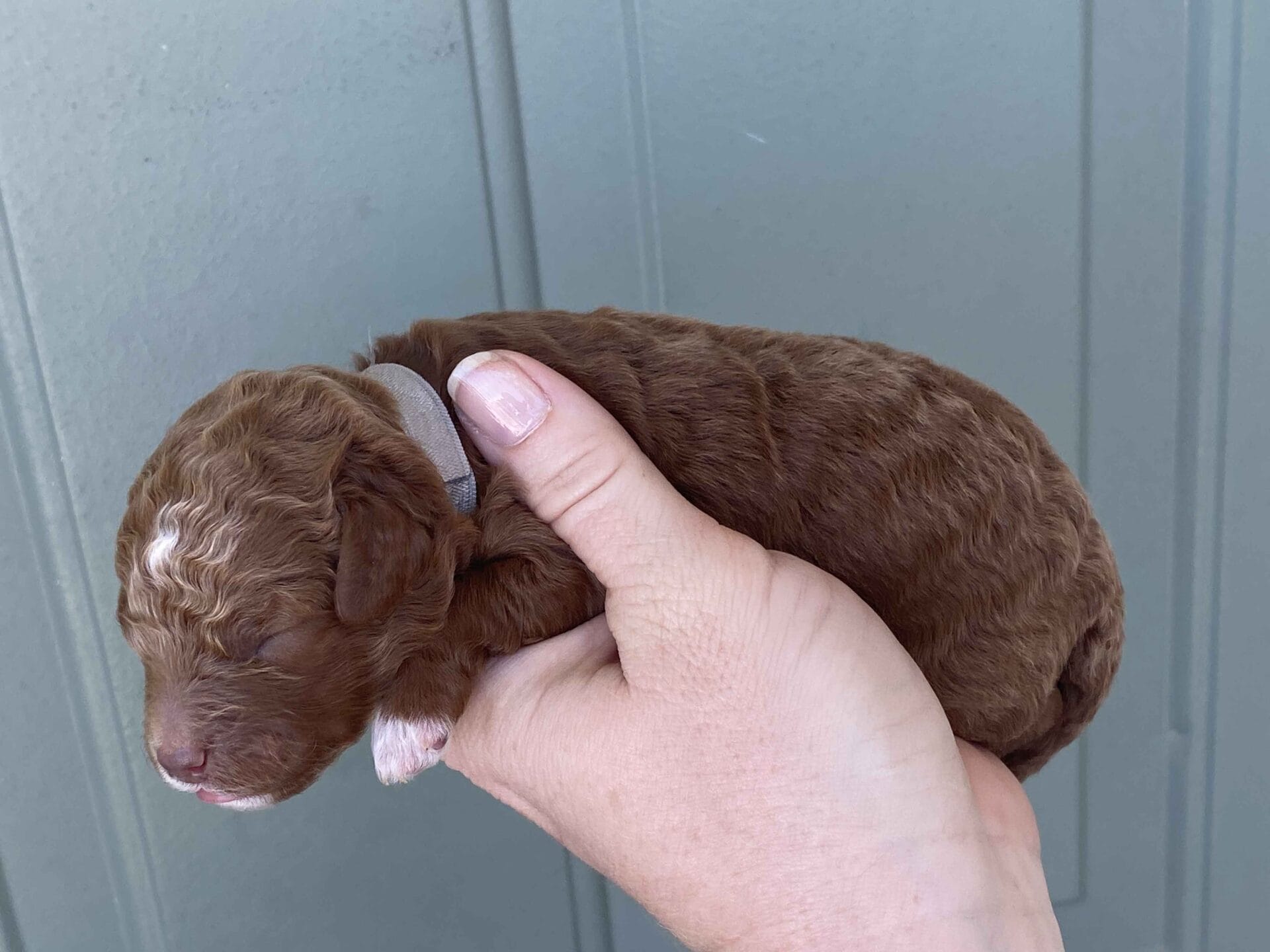 Bentley - Micro Goldendoodle Boy - Image 11