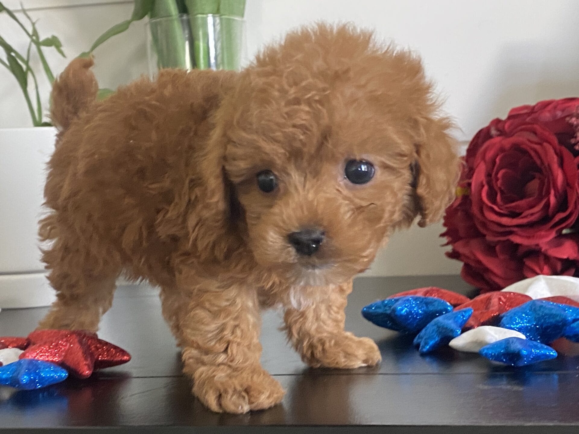 Bert - Micro Goldendoodle Boy - Image 34
