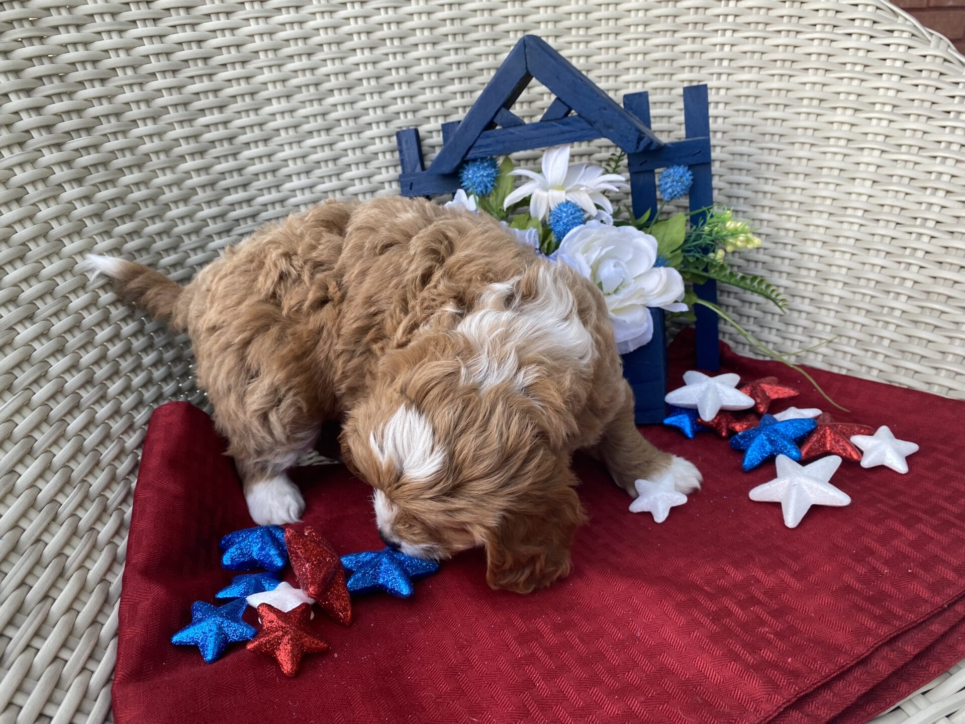 Oreo - Micro Cavapoo Boy - Image 22