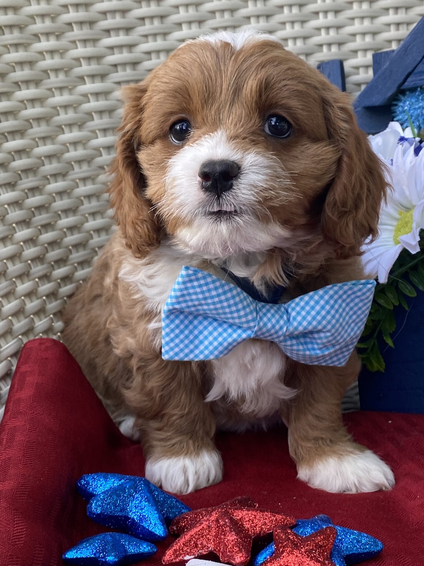 Oreo - Micro Cavapoo Boy