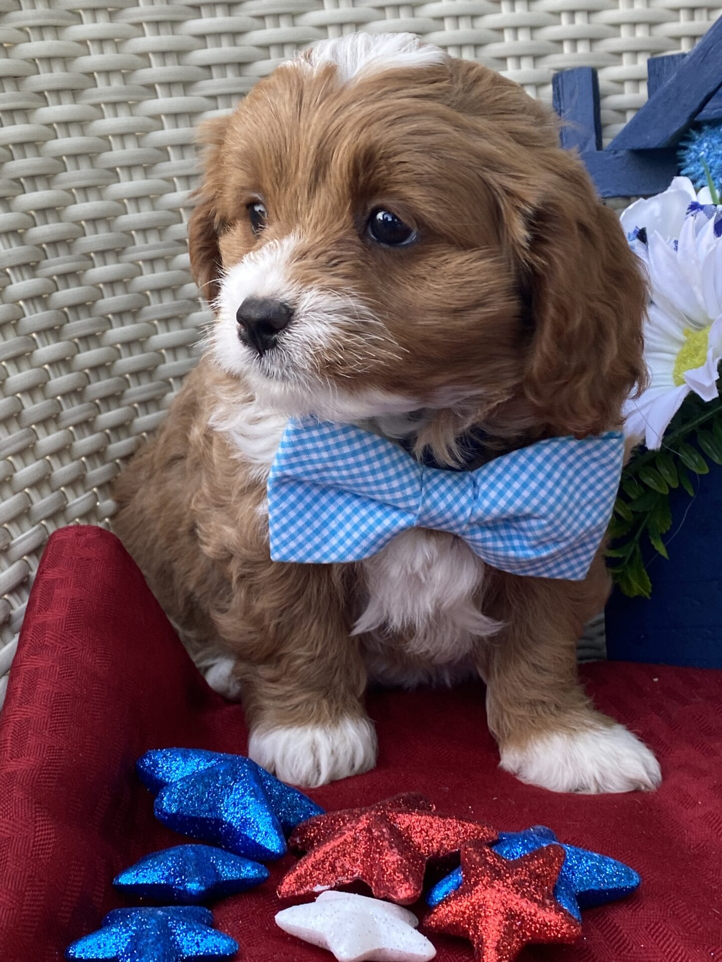 Oreo - Micro Cavapoo Boy - Image 21