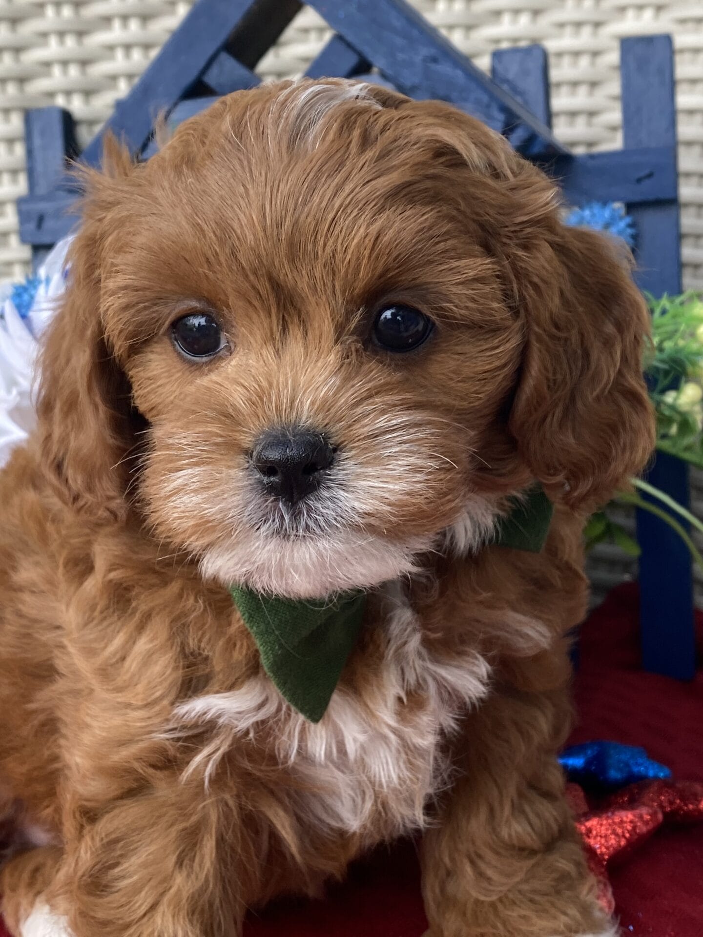 Rocky - Micro Cavapoo Boy - Image 21