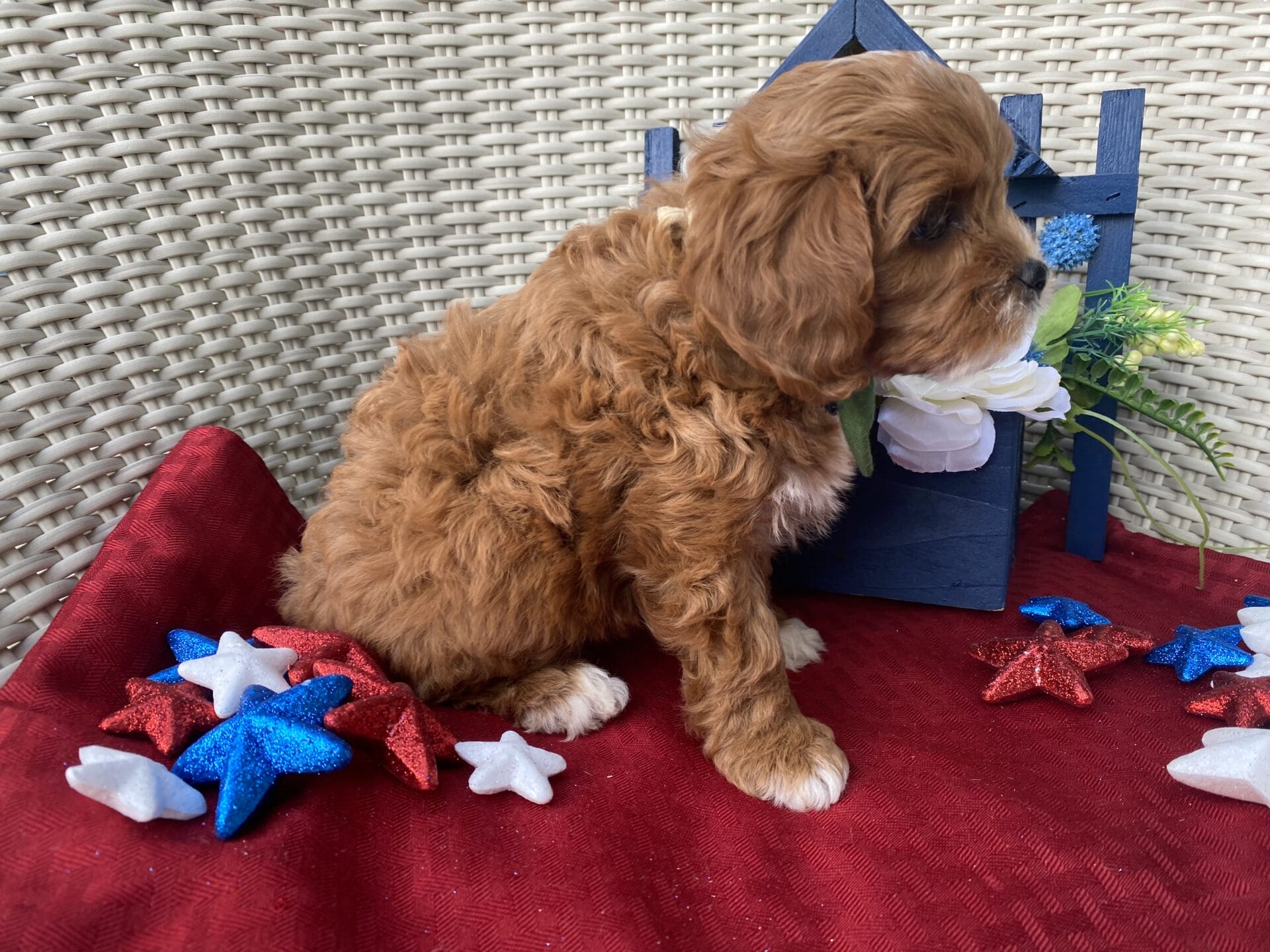 Rocky - Micro Cavapoo Boy - Image 23