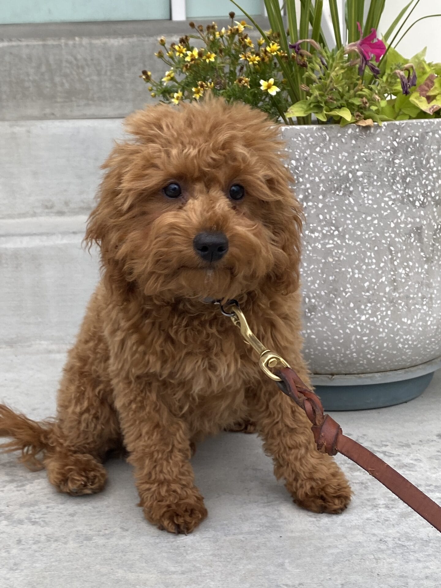 Forrest - Teacup Labradoodle Boy