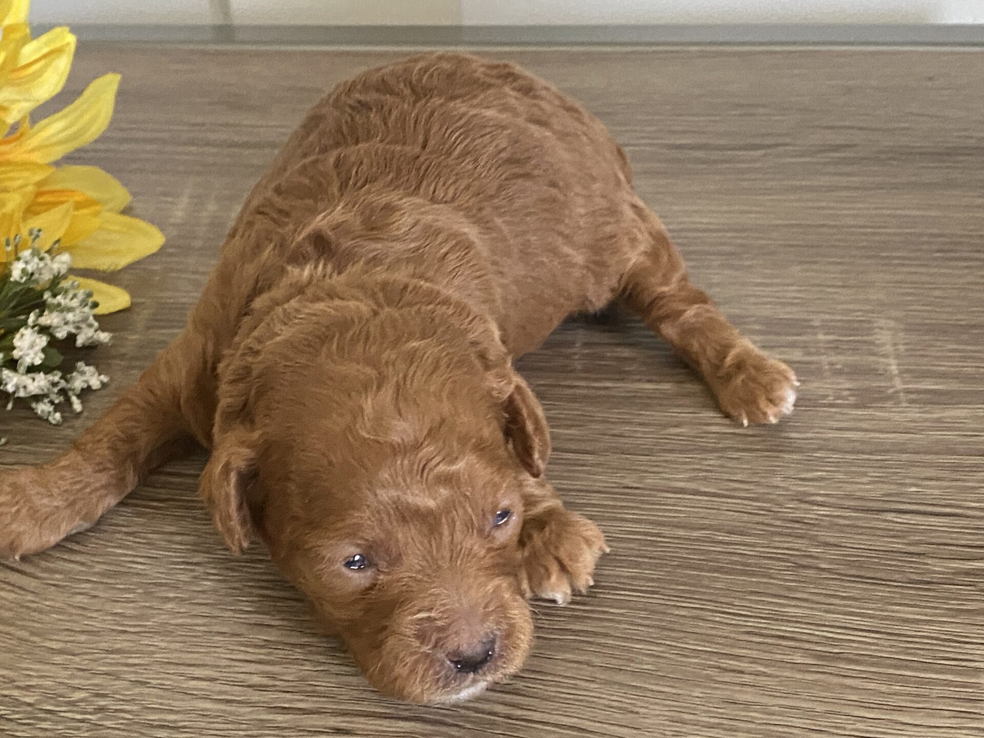 Bert - Micro Goldendoodle Boy - Image 6