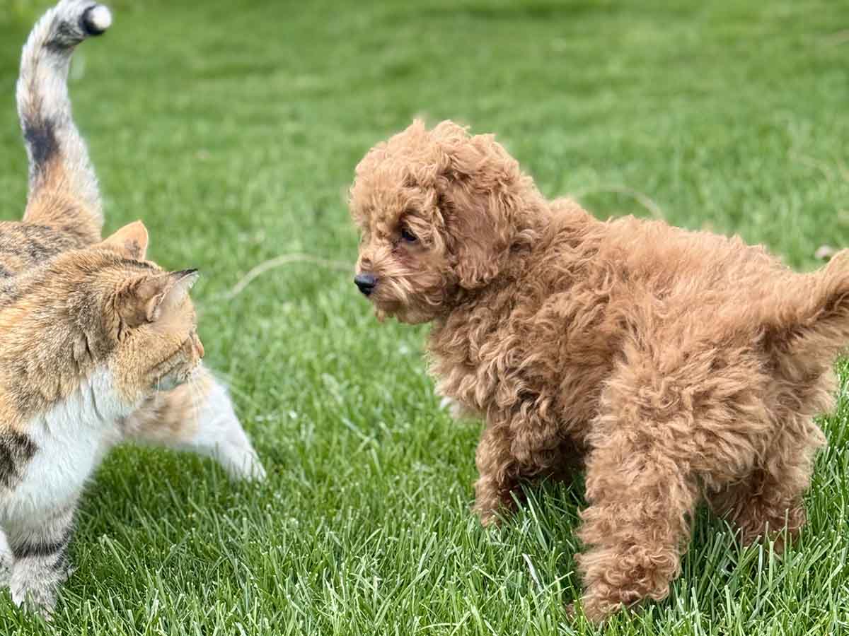 Forrest - Teacup Labradoodle Boy - Image 32