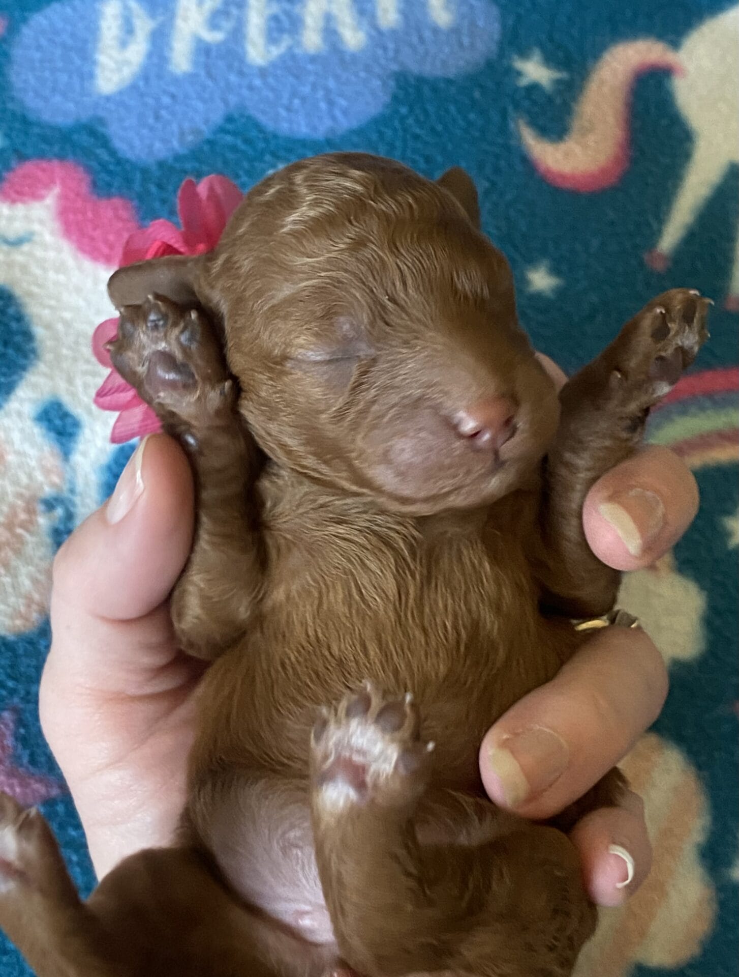 Sunny - Mini Goldendoodle Girl - Image 5