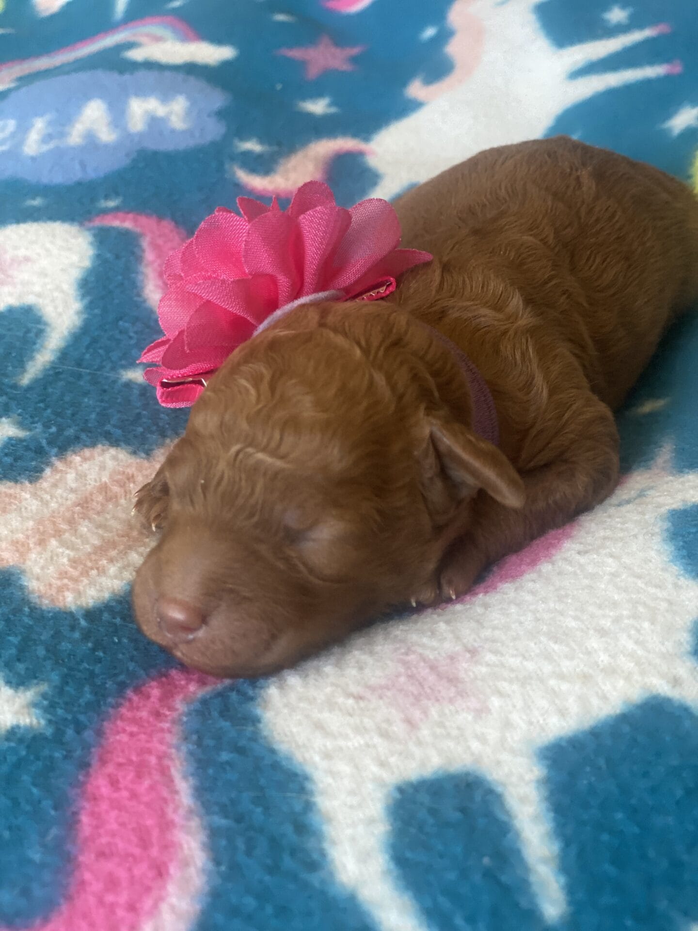 Sunny - Mini Goldendoodle Girl - Image 7