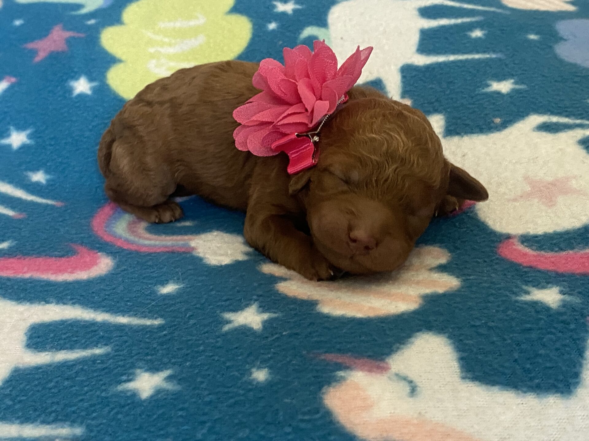 Sunny - Mini Goldendoodle Girl - Image 8