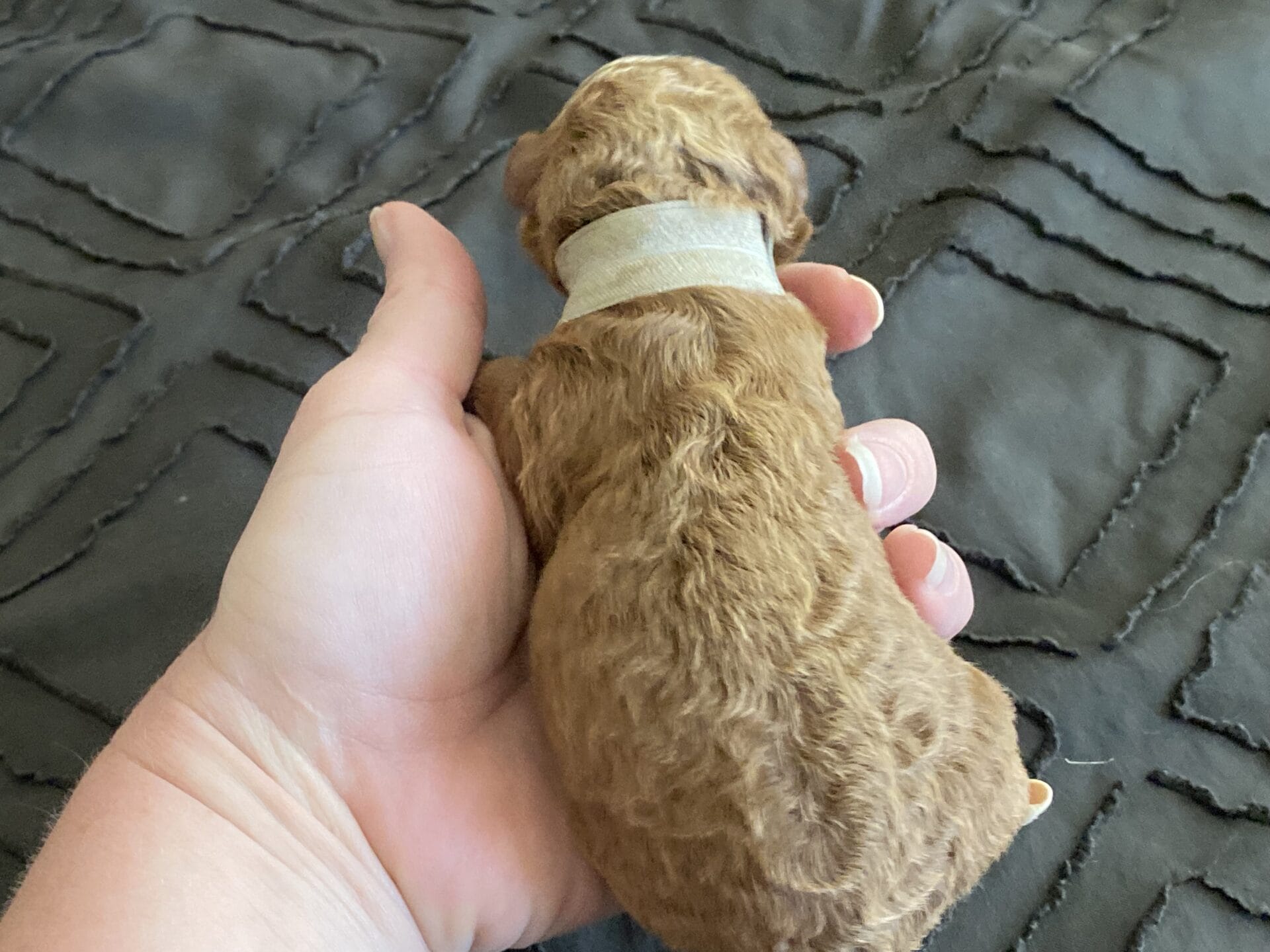 Bentley - Micro Goldendoodle Boy - Image 4