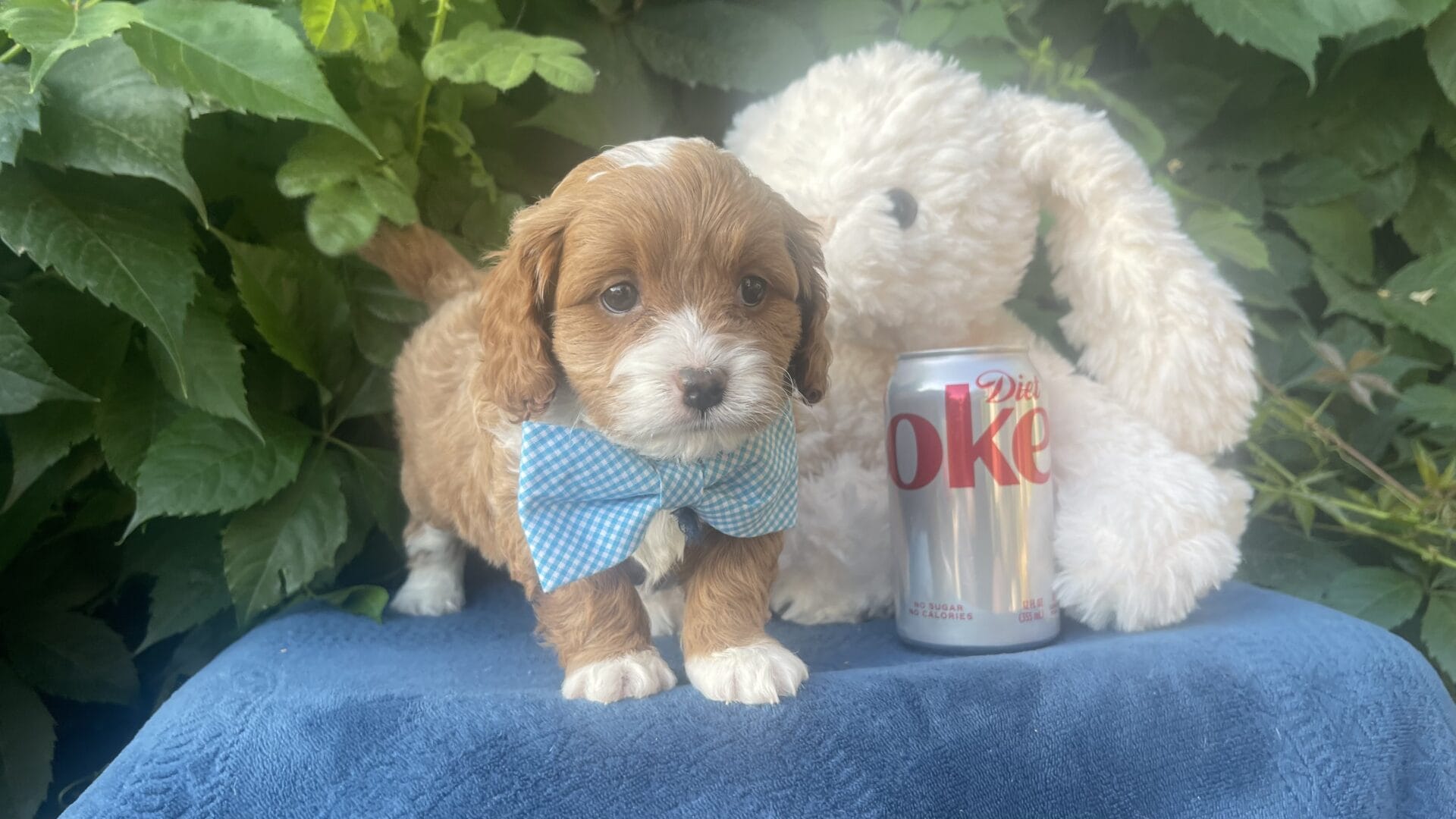 Oreo - Micro Cavapoo Boy - Image 17
