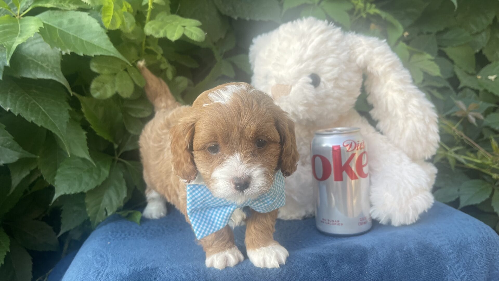 Oreo - Micro Cavapoo Boy - Image 19