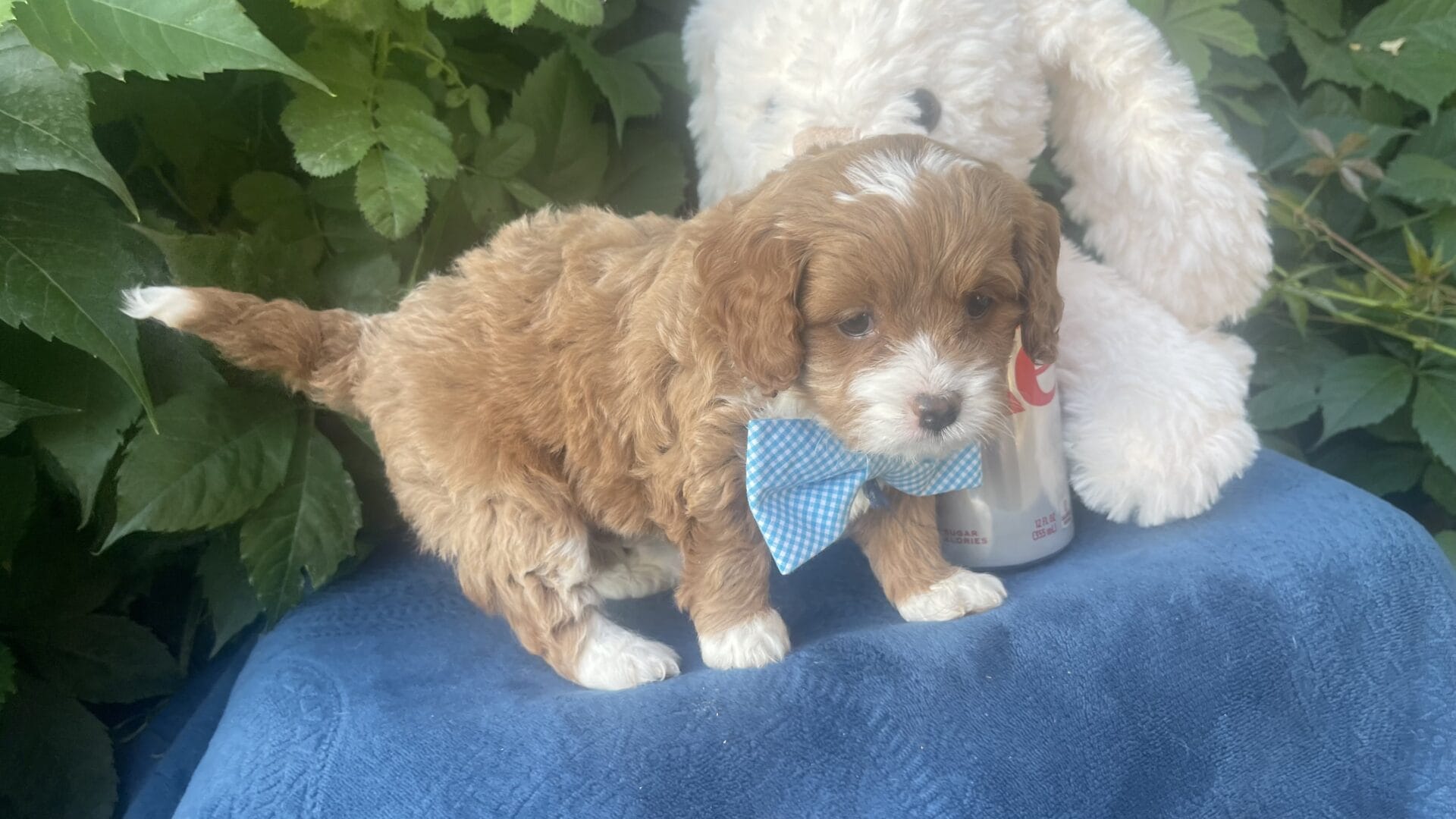 Oreo - Micro Cavapoo Boy - Image 15