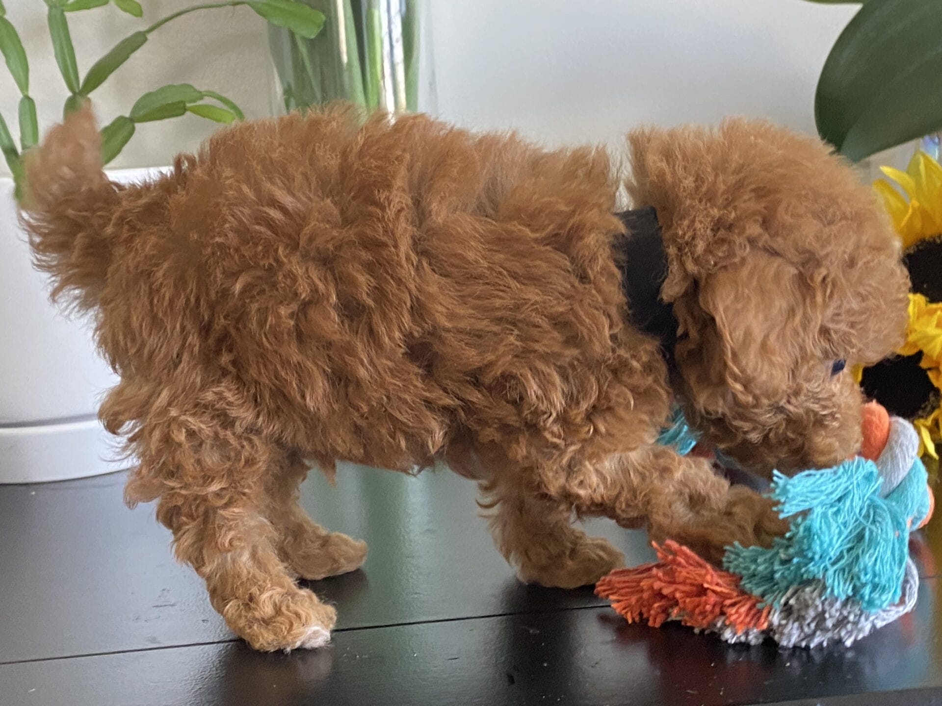 Bert - Micro Goldendoodle Boy - Image 30