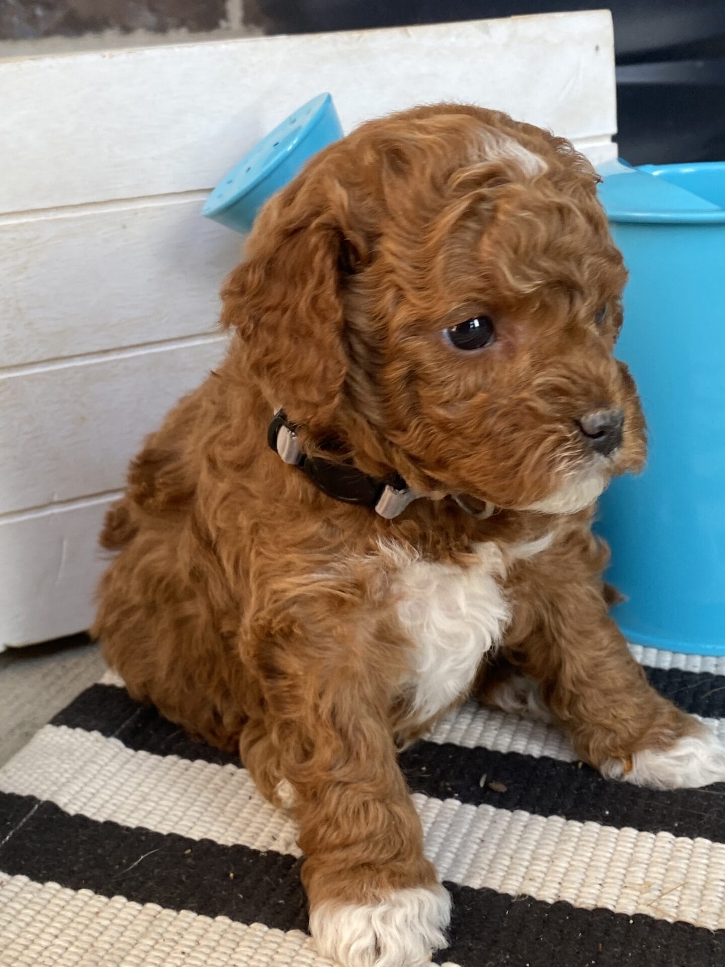 Bentley - Micro Goldendoodle Boy