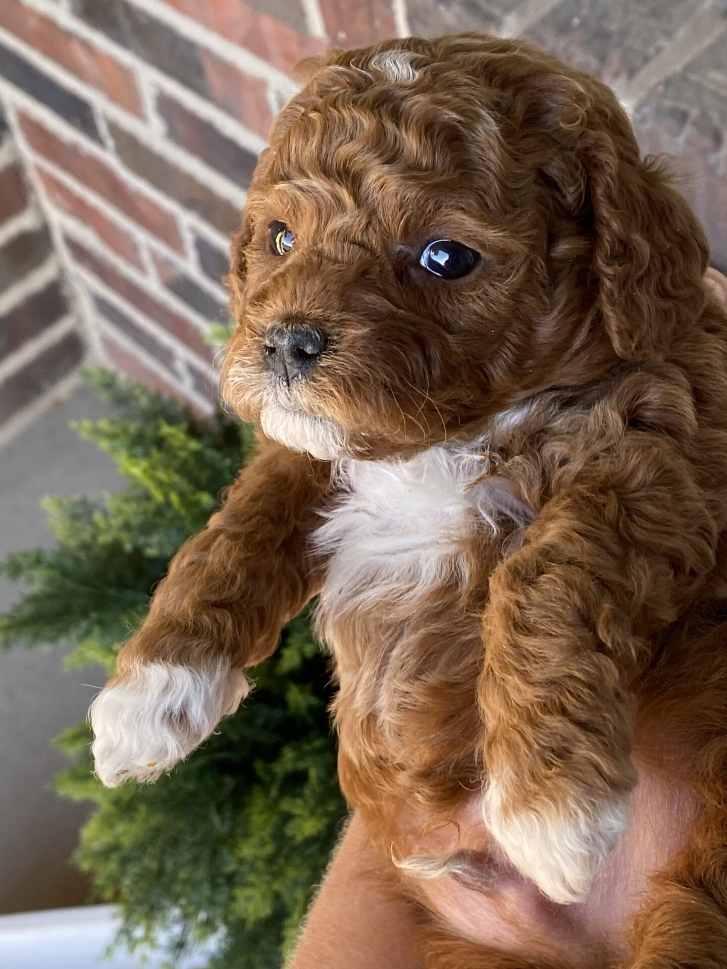 Bentley - Micro Goldendoodle Boy - Image 31