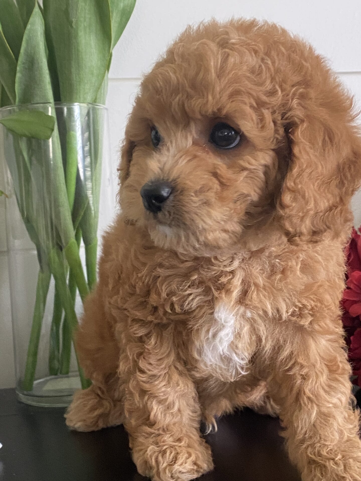Snuffy - Teacup Goldendoodle Boy - Image 36