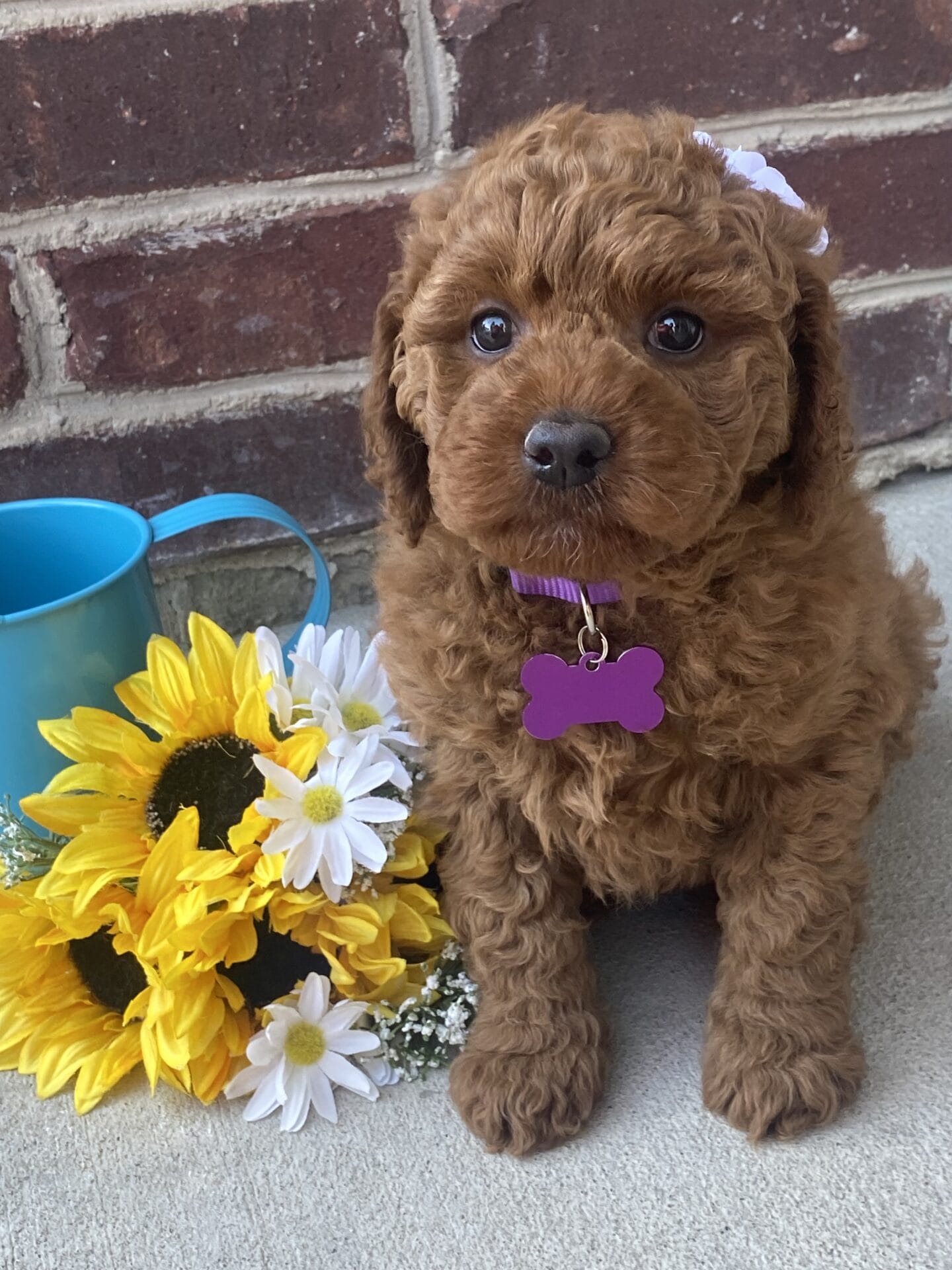 Sunny - Mini Goldendoodle Girl - Image 23