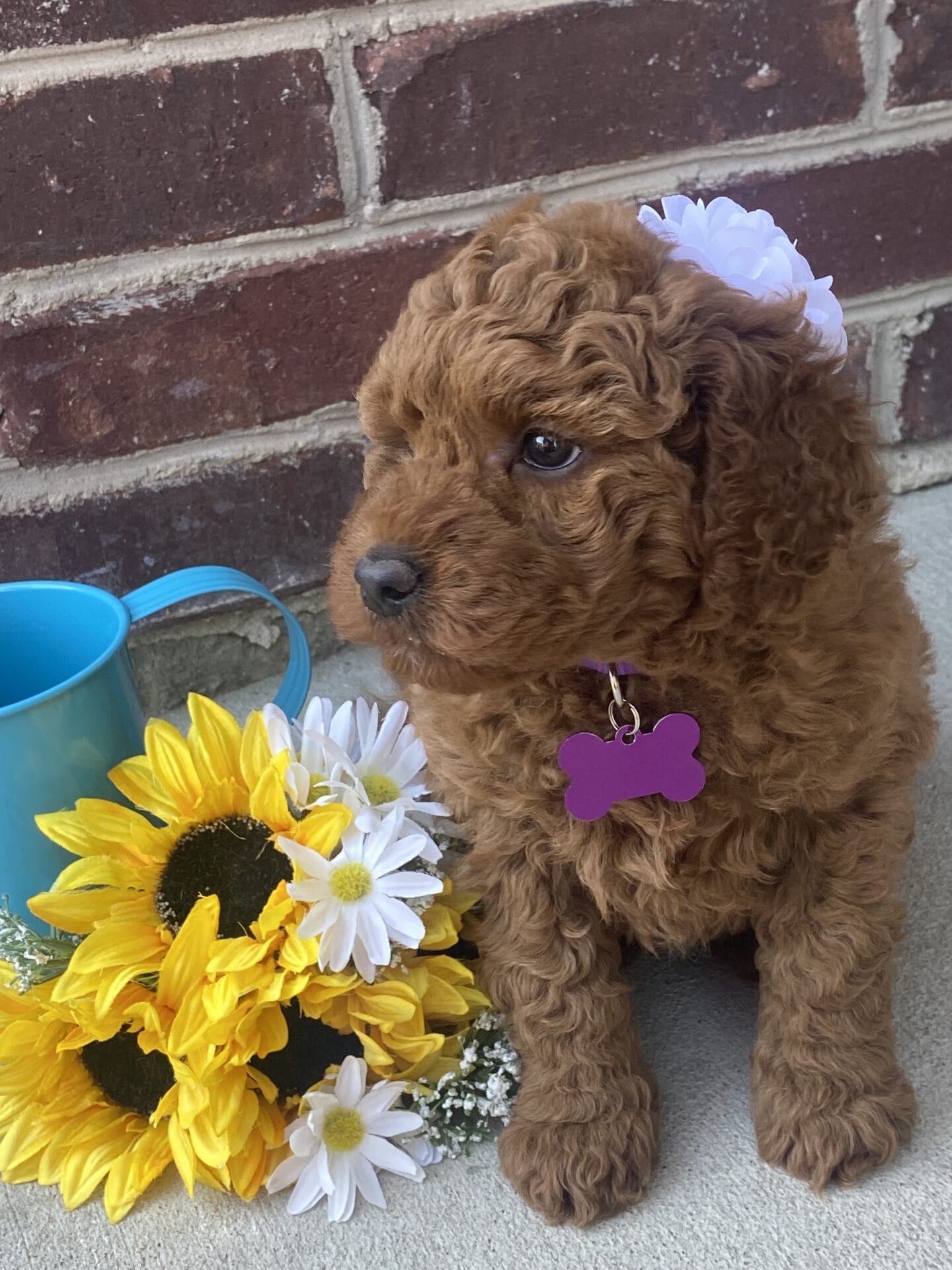 Sunny - Mini Goldendoodle Girl - Image 26