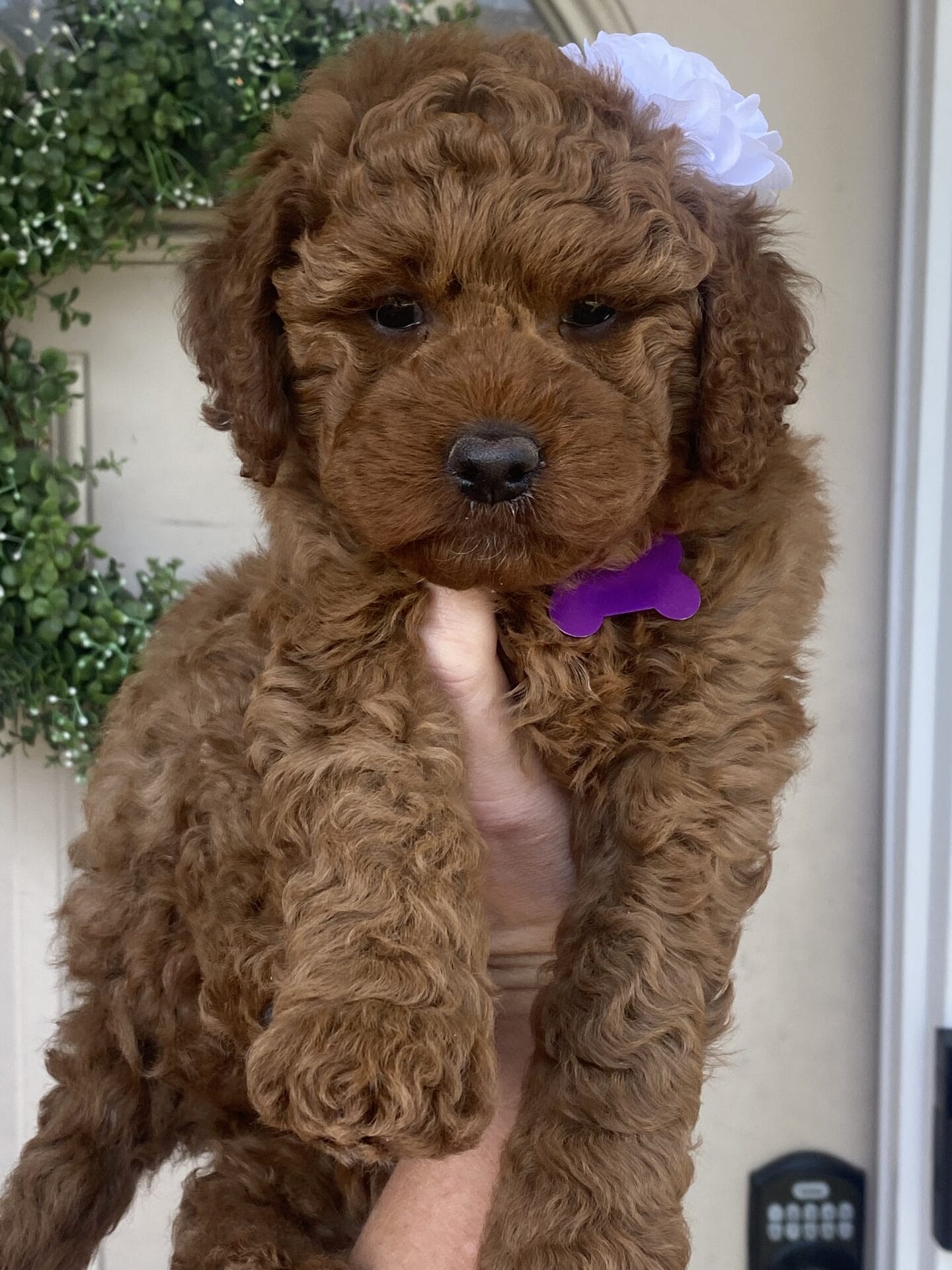 Sunny - Mini Goldendoodle Girl - Image 24