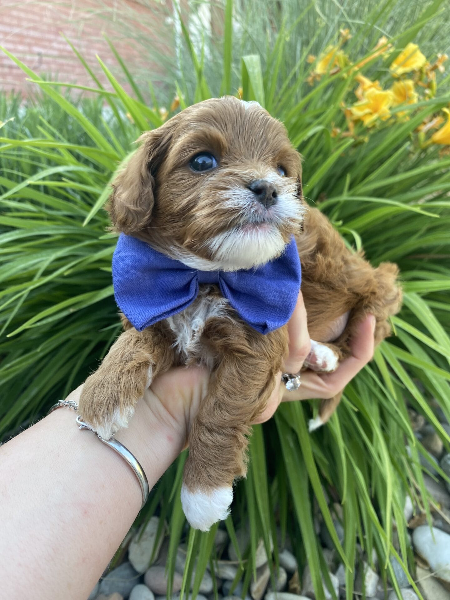 Rocky - Micro Cavapoo Boy - Image 11