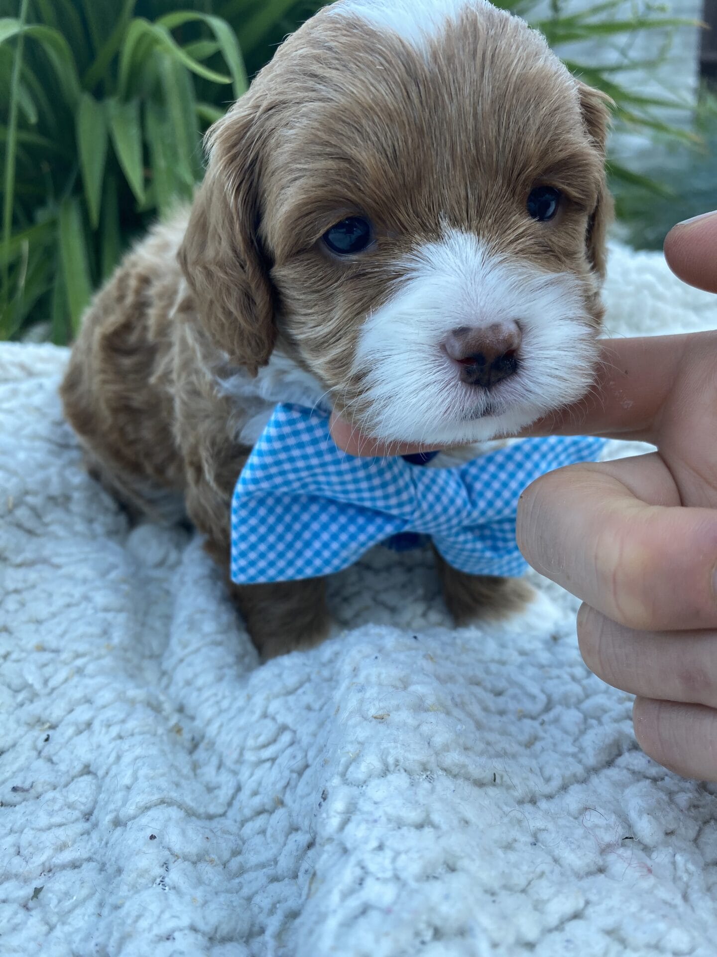 Oreo - Micro Cavapoo Boy - Image 11