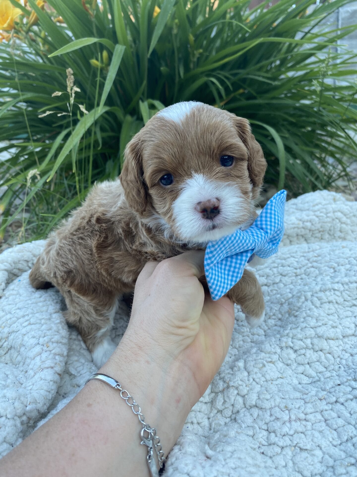 Oreo - Micro Cavapoo Boy - Image 13