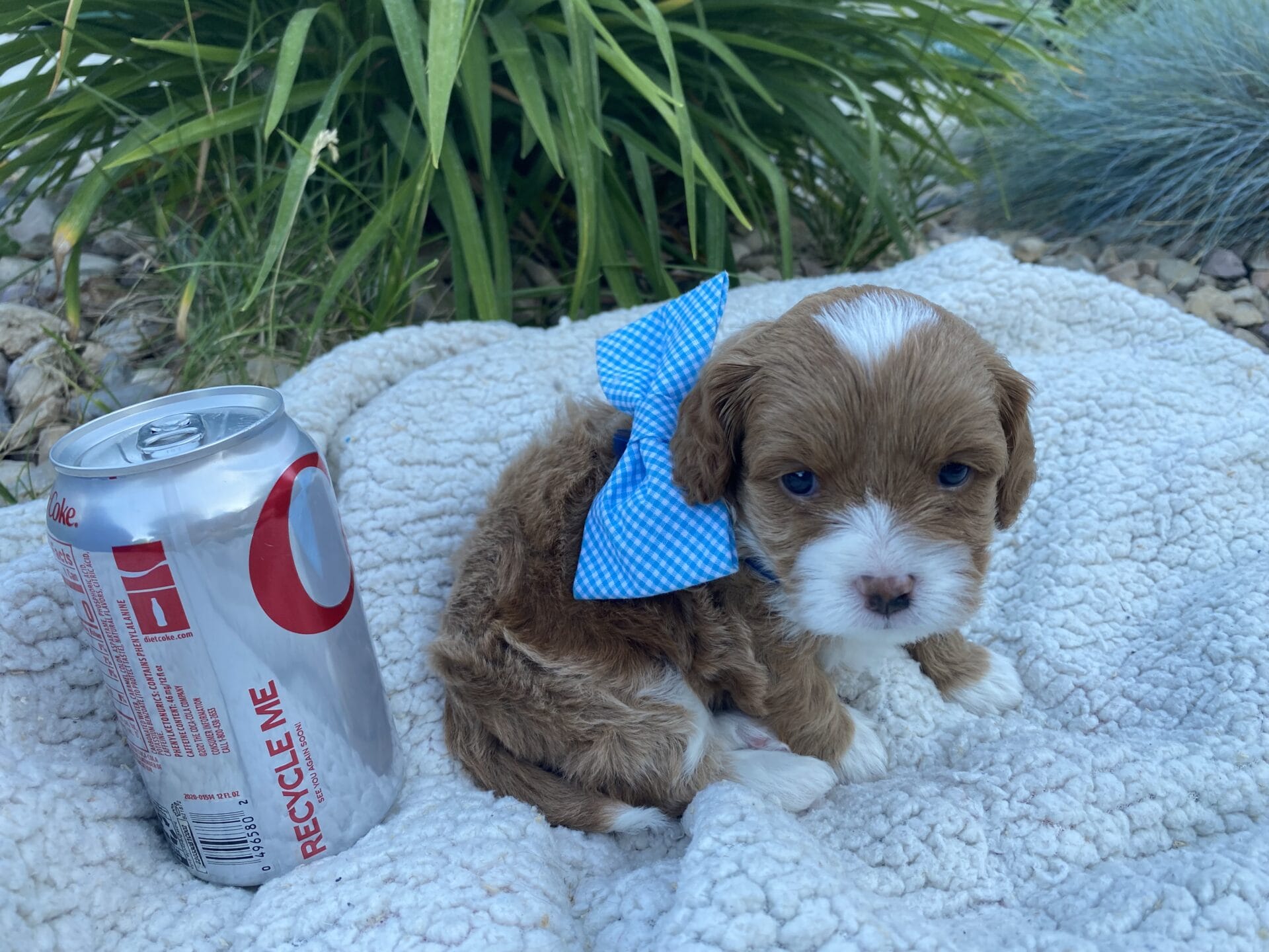 Oreo - Micro Cavapoo Boy - Image 14