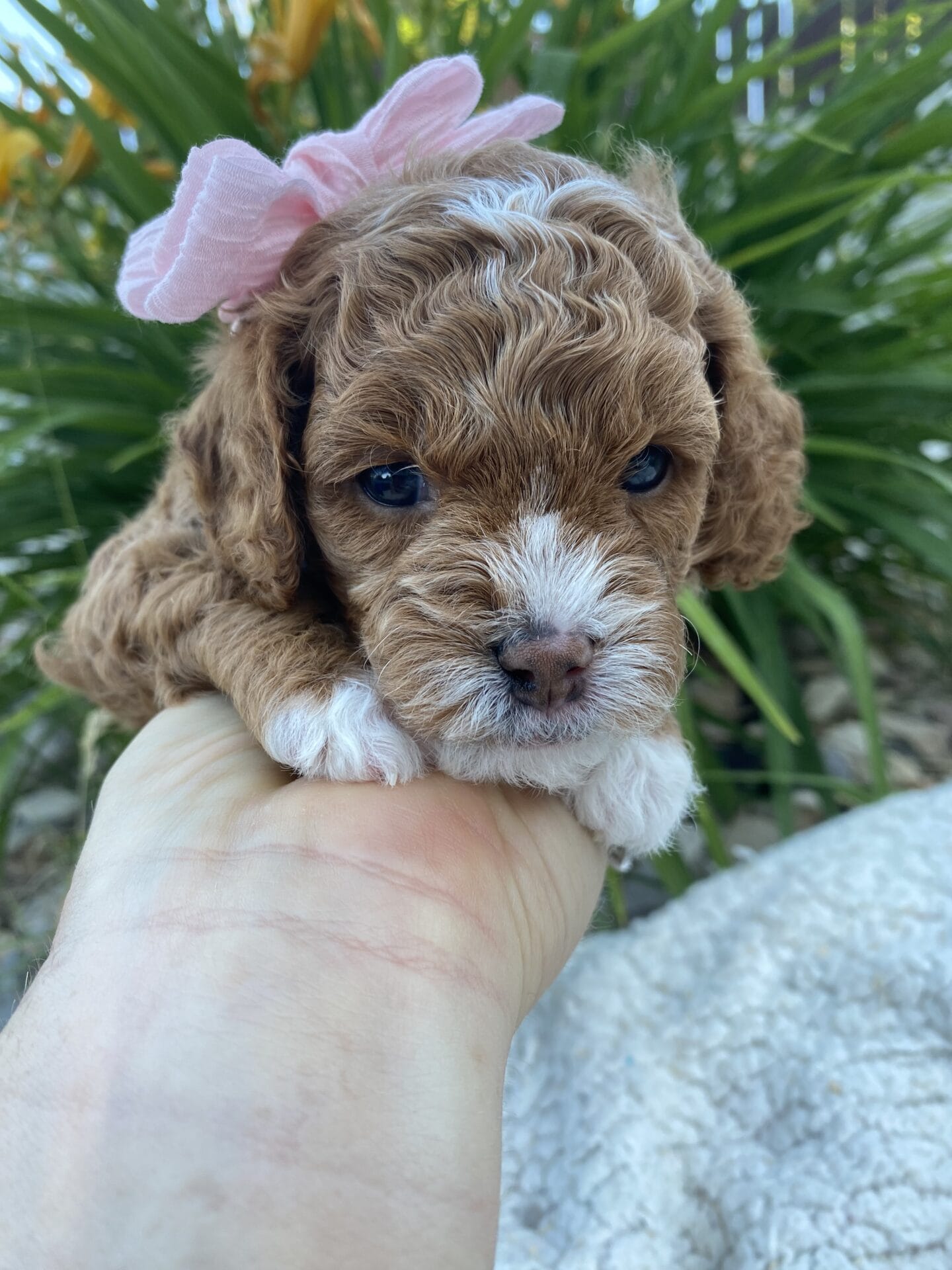Nilla - Micro Cavapoo Girl - Image 11