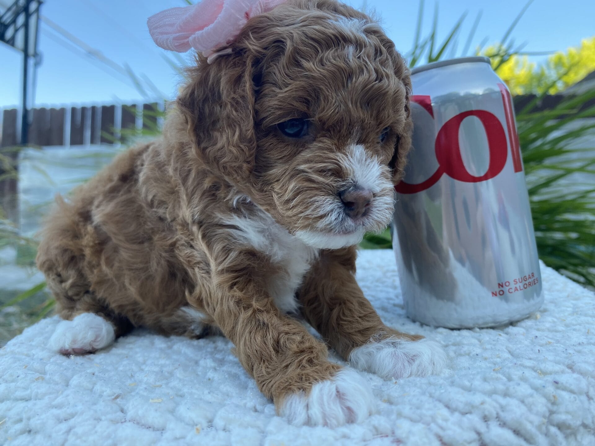 Nilla - Micro Cavapoo Girl - Image 13