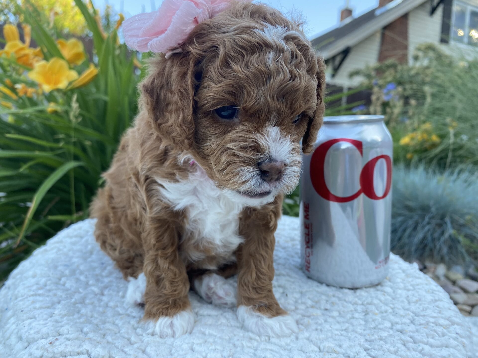 Nilla - Micro Cavapoo Girl - Image 10