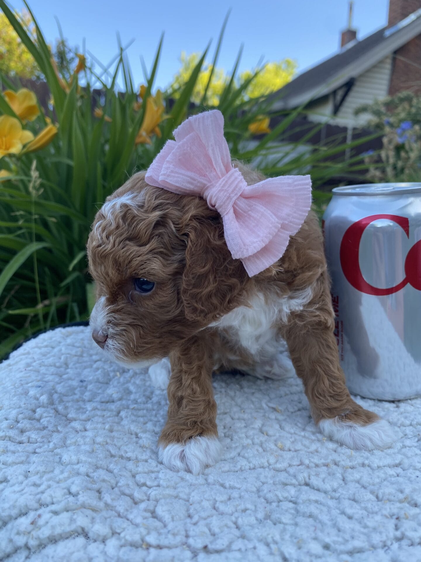 Nilla - Micro Cavapoo Girl - Image 9