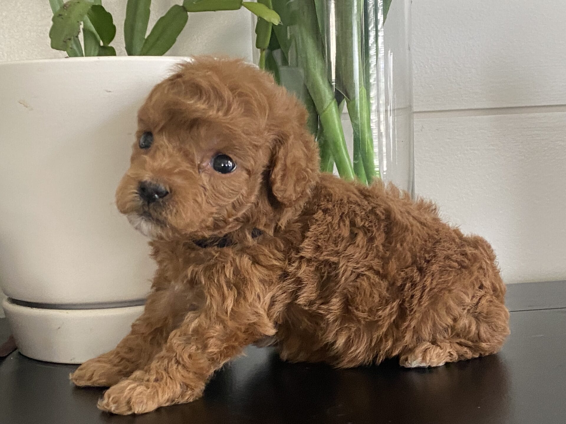 Bert - Micro Goldendoodle Boy - Image 22