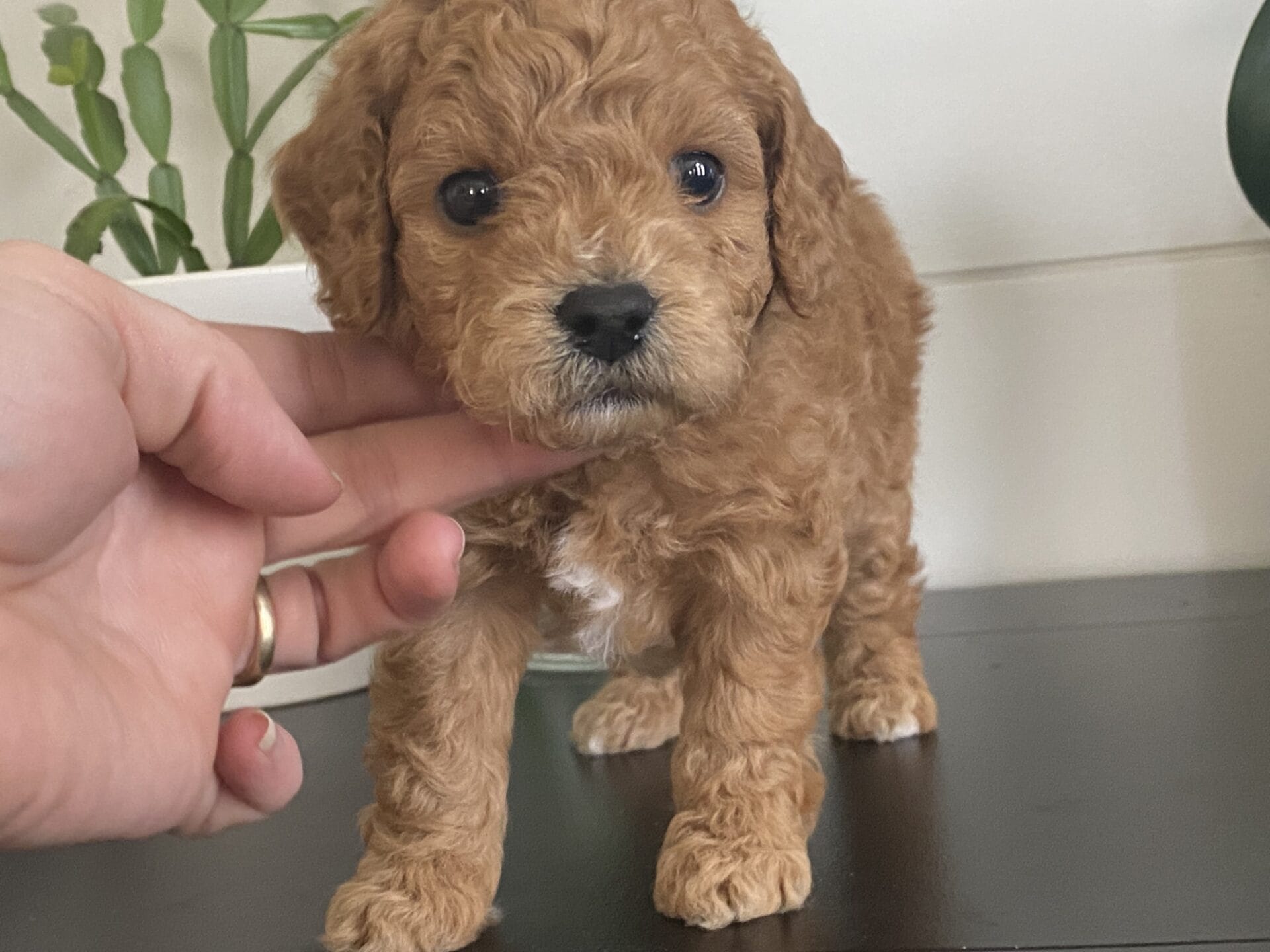 Snuffy - Teacup Goldendoodle Boy - Image 20