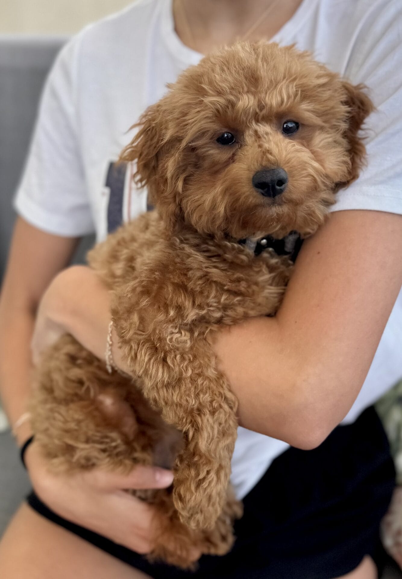 Forrest - Teacup Labradoodle Boy - Image 37