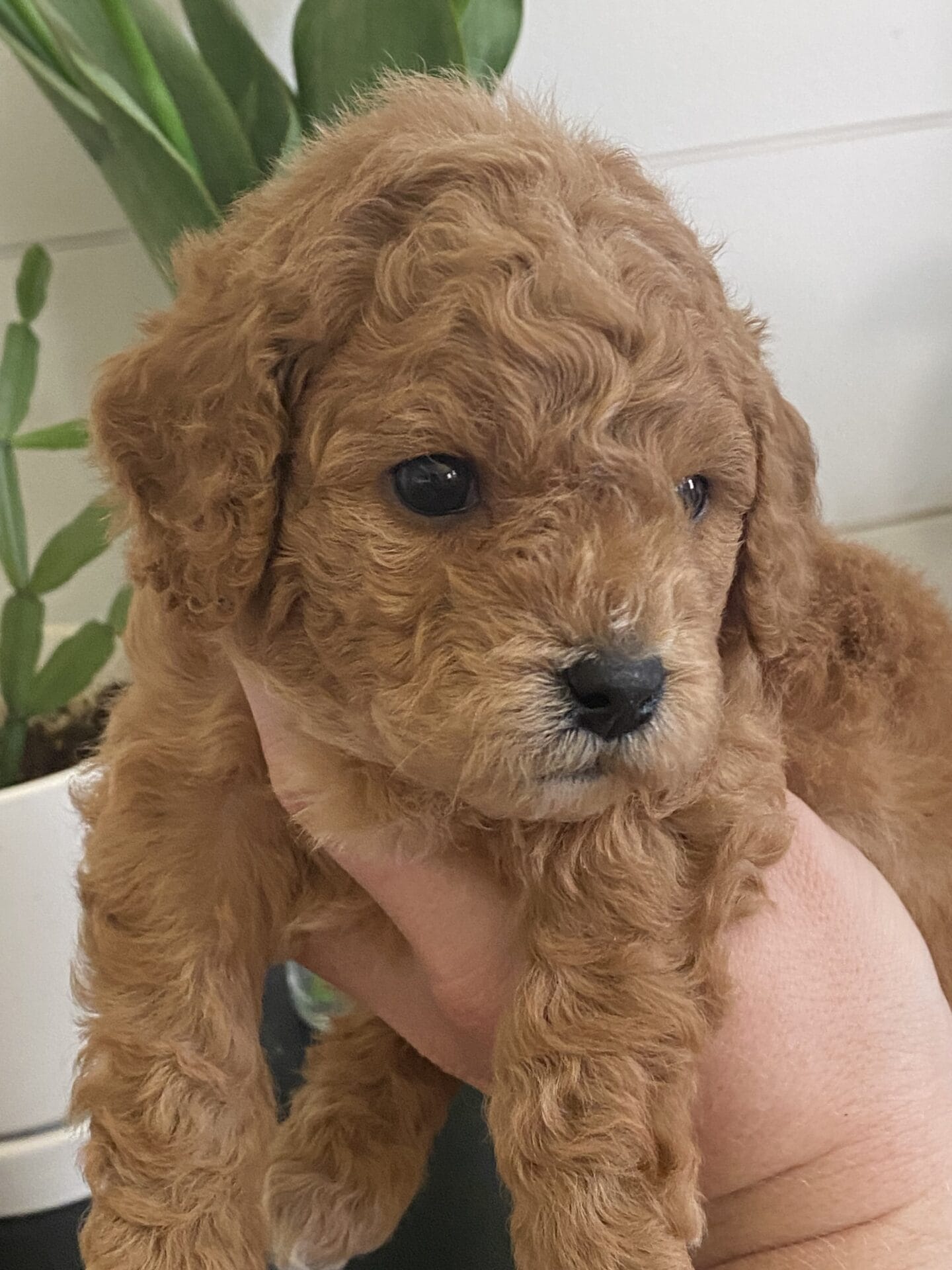 Snuffy - Teacup Goldendoodle Boy - Image 18