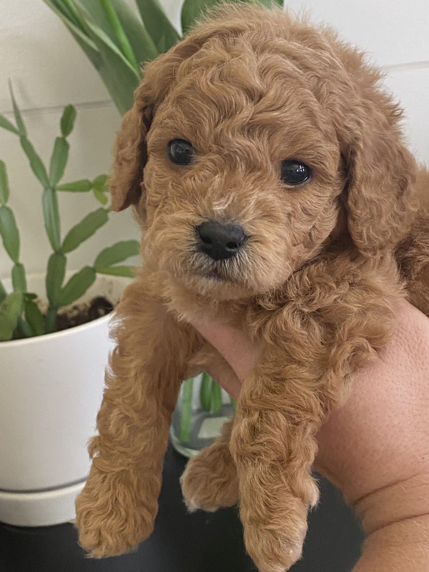 Snuffy - Teacup Goldendoodle Boy - Image 22