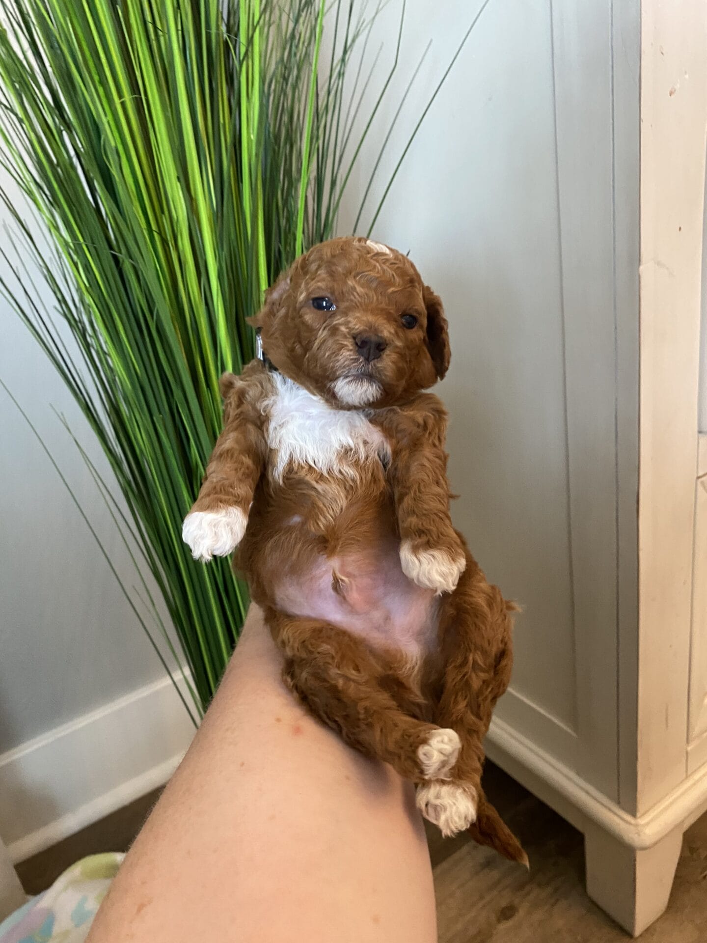Bentley - Micro Goldendoodle Boy - Image 25
