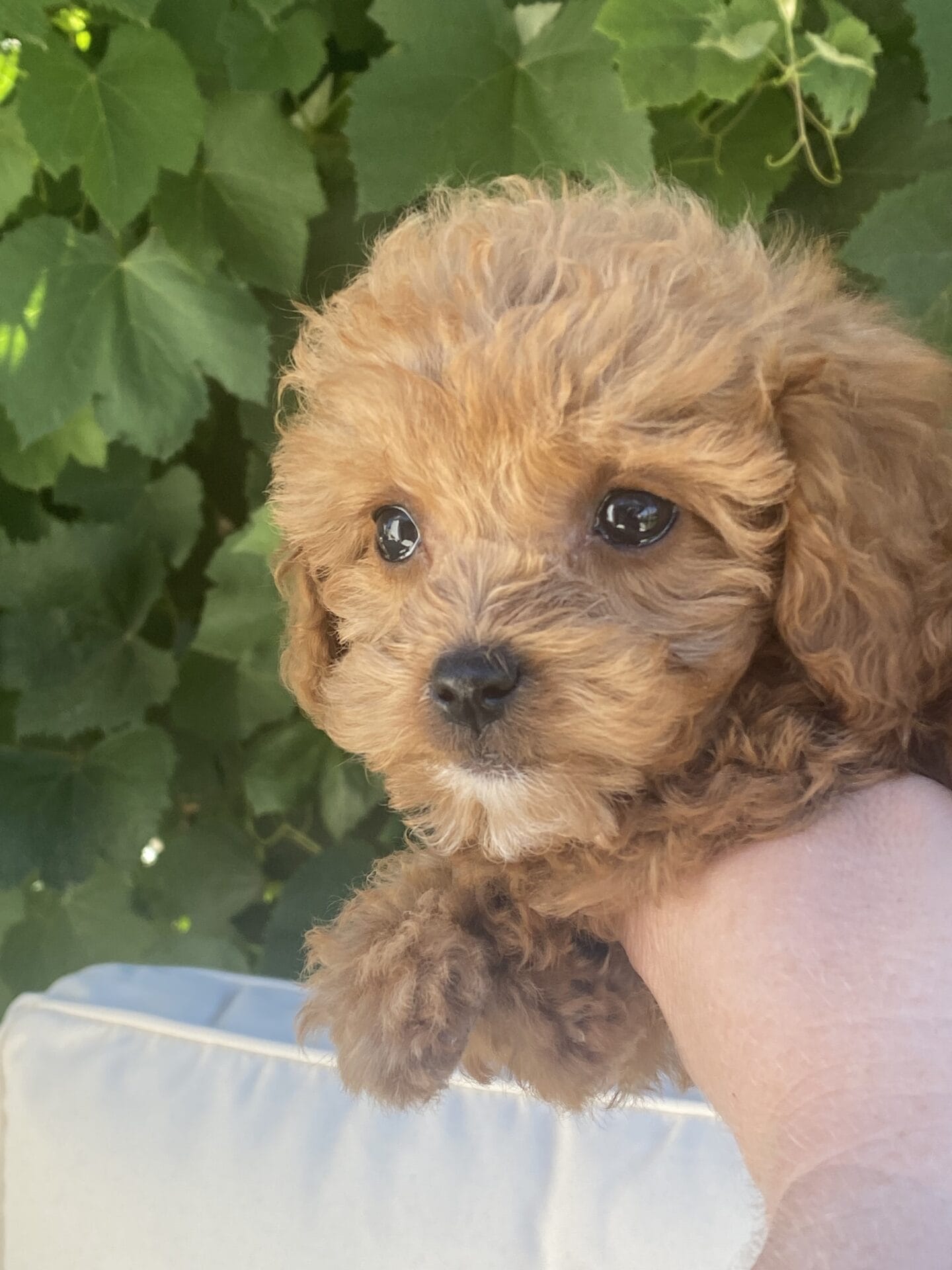 Bert - Micro Goldendoodle Boy - Image 39
