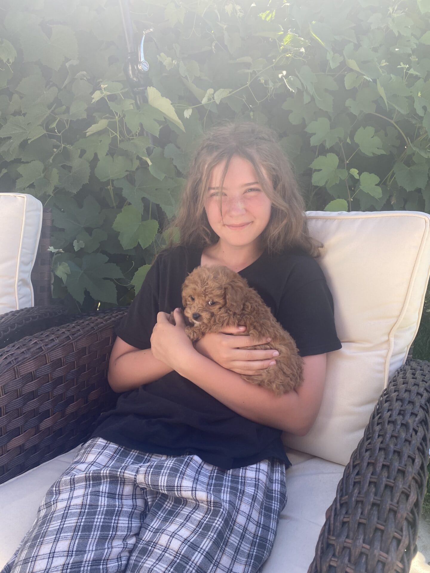 Bert - Micro Goldendoodle Boy - Image 43