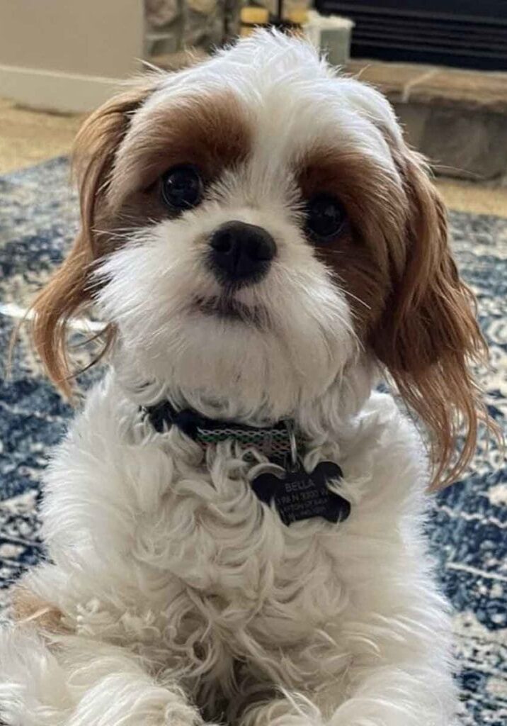 Micro Cavapoo, Teacup Cavapoo, Precious Doodle Dogs, Cavapoo, Cavapoo puppies, Teacup Cavapoo, Cavadoodle, Cava poo, Cava poodle, Mini Cavapoo puppy, Mini Cavapoo, Mini Doodle Dogs, Cavapoos, Cavapoo puppies for sale, Cavoodle puppies, Cavoodle, toy cavoodle, how big does a cavapoo get, how big do cavapoos get, what is a cavapoo, cavapoo puppies for sale near me, cavapoo breeders near me, cavoodle breeders near me, miniature cavoodle, cavapoo size, cavapoo puppies near me, teacup cavapoo, cava poo puppies, king charles spaniel, cavapoo breeders near me, cavapoo price, teacup cavapoo puppies for sale, red cavapoo, cavapoo Alabama, cavapoo Alaska, cavapoo Arizona, cavapoo Arkansas, cavapoo California, cavapoo Colorado, cavapoo Connecticut, cavapoo Delaware, cavapoo Florida, cavapoo Georgia, cavapoo Hawaii, cavapoo Idaho, cavapoo Illinois, cavapoo Indiana, cavapoo Iowa, cavapoo Kansas, cavapoo Kentucky, cavapoo Louisiana, cavapoo Maine, cavapoo Maryland, cavapoo Massachusetts, cavapoo Michigan, cavapoo Minnesota, cavapoo Mississippi, cavapoo Missouri, cavapoo Montana, cavapoo Nebraska, cavapoo Nevada, cavapoo New Hampshire, cavapoo New Jersey, cavapoo New Mexico, cavapoo New York, cavapoo North Carolina, cavapoo North Dakota, cavapoo Ohio, cavapoo Oklahoma, cavapoo Oregon, cavapoo Pennsylvania, cavapoo Rhode Island, cavapoo South Carolina, cavapoo South Dakota, cavapoo Tennessee, cavapoo Texas, cavapoo Utah, cavapoo Vermont, cavapoo Virginia, cavapoo Washington, cavapoo West Virginia, cavapoo Wisconsin, cavapoo Wyoming, cavapoo AL, cavapoo AK, cavapoo AZ, cavapoo AR, cavapoo CA, cavapoo CO, cavapoo CT, cavapoo DE, cavapoo FL, cavapoo GA, cavapoo HI, cavapoo ID, cavapoo IL, cavapoo IN, cavapoo IA, cavapoo KS, cavapoo KY, cavapoo LA, cavapoo ME, cavapoo MD, cavapoo MA, cavapoo MI, cavapoo MN, cavapoo MS, cavapoo MO, cavapoo MT, cavapoo NE, cavapoo NV, cavapoo NH, cavapoo NJ, cavapoo NM, cavapoo NY, cavapoo NC, cavapoo ND, cavapoo OH, cavapoo OK, cavapoo OR, cavapoo PA, cavapoo RI, cavapoo SC, cavapoo SD, cavapoo TN, cavapoo TX, cavapoo UT, cavapoo VT, cavapoo VA, cavapoo WA, cavapoo WV, cavapoo WI, cavapoo WY, teacup cavapoo AL, teacup cavapoo AK, teacup cavapoo AZ, teacup cavapoo AR, teacup cavapoo CA, teacup cavapoo CO, teacup cavapoo CT, teacup cavapoo DE, teacup cavapoo FL, teacup cavapoo GA, teacup cavapoo HI, teacup cavapoo ID, teacup cavapoo IL, teacup cavapoo IN, teacup cavapoo IA, teacup cavapoo KS, teacup cavapoo KY, teacup cavapoo LA, teacup cavapoo ME, teacup cavapoo MD, teacup cavapoo MA, teacup cavapoo MI, teacup cavapoo MN, teacup cavapoo MS, teacup cavapoo MO, teacup cavapoo MT, teacup cavapoo NE, teacup cavapoo NV, teacup cavapoo NH, teacup cavapoo NJ, teacup cavapoo NM, teacup cavapoo NY, teacup cavapoo NC, teacup cavapoo ND, teacup cavapoo OH, teacup cavapoo OK, teacup cavapoo OR, teacup cavapoo PA, teacup cavapoo RI, teacup cavapoo SC, teacup cavapoo SD, teacup cavapoo TN, teacup cavapoo TX, teacup cavapoo UT, teacup cavapoo VT, teacup cavapoo VA, teacup cavapoo WA, teacup cavapoo WV, teacup cavapoo WI, teacup cavapoo WY, cavapoo puppies Alabama, cavapoo puppies Alaska, cavapoo puppies Arizona, cavapoo puppies Arkansas, cavapoo puppies California, cavapoo puppies Colorado, cavapoo puppies Connecticut, cavapoo puppies Delaware, cavapoo puppies Florida, cavapoo puppies Georgia, cavapoo puppies Hawaii, cavapoo puppies Idaho, cavapoo puppies Illinois, cavapoo puppies Indiana, cavapoo puppies Iowa, cavapoo puppies Kansas, cavapoo puppies Kentucky, cavapoo puppies Louisiana, cavapoo puppies Maine, cavapoo puppies Maryland, cavapoo puppies Massachusetts, cavapoo puppies Michigan, cavapoo puppies Minnesota, cavapoo puppies Mississippi, cavapoo puppies Missouri, cavapoo puppies Montana, cavapoo puppies Nebraska, cavapoo puppies Nevada, cavapoo puppies New Hampshire, cavapoo puppies New Jersey, cavapoo puppies New Mexico, cavapoo puppies New York, cavapoo puppies North Carolina, cavapoo puppies North Dakota, cavapoo puppies Ohio, cavapoo puppies Oklahoma, cavapoo puppies Oregon, cavapoo puppies Pennsylvania, cavapoo puppies Rhode Island, cavapoo puppies South Carolina, cavapoo puppies South Dakota, cavapoo puppies Tennessee, cavapoo puppies Texas, cavapoo puppies Utah, cavapoo puppies Vermont, cavapoo puppies Virginia, cavapoo puppies Washington, cavapoo puppies West Virginia, cavapoo puppies Wisconsin, cavapoo puppies Wyoming, teacup cavapoo puppies Alabama, teacup cavapoo puppies Alaska, teacup cavapoo puppies Arizona, teacup cavapoo puppies Arkansas, teacup cavapoo puppies California, teacup cavapoo puppies Colorado, teacup cavapoo puppies Connecticut, teacup cavapoo puppies Delaware, teacup cavapoo puppies Florida, teacup cavapoo puppies Georgia, teacup cavapoo puppies Hawaii, teacup cavapoo puppies Idaho, teacup cavapoo puppies Illinois, teacup cavapoo puppies Indiana, teacup cavapoo puppies Iowa, teacup cavapoo puppies Kansas, teacup cavapoo puppies Kentucky, teacup cavapoo puppies Louisiana, teacup cavapoo puppies Maine, teacup cavapoo puppies Maryland, teacup cavapoo puppies Massachusetts, teacup cavapoo puppies Michigan, teacup cavapoo puppies Minnesota, teacup cavapoo puppies Mississippi, teacup cavapoo puppies Missouri, teacup cavapoo puppies Montana, teacup cavapoo puppies Nebraska, teacup cavapoo puppies Nevada, teacup cavapoo puppies New Hampshire, teacup cavapoo puppies New Jersey, teacup cavapoo puppies New Mexico, teacup cavapoo puppies New York, teacup cavapoo puppies North Carolina, teacup cavapoo puppies North Dakota, teacup cavapoo puppies Ohio, teacup cavapoo puppies Oklahoma, teacup cavapoo puppies Oregon, teacup cavapoo puppies Pennsylvania, teacup cavapoo puppies Rhode Island, teacup cavapoo puppies South Carolina, teacup cavapoo puppies South Dakota, teacup cavapoo puppies Tennessee, teacup cavapoo puppies Texas, teacup cavapoo puppies Utah, teacup cavapoo puppies Vermont, teacup cavapoo puppies Virginia, teacup cavapoo puppies Washington, teacup cavapoo puppies West Virginia, teacup cavapoo puppies Wisconsin, teacup cavapoo puppies Wyoming, micro cavapoo puppies Alabama, micro cavapoo puppies Alaska, micro cavapoo puppies Arizona, micro cavapoo puppies Arkansas, micro cavapoo puppies California, micro cavapoo puppies Colorado, micro cavapoo puppies Connecticut, micro cavapoo puppies Delaware, micro cavapoo puppies Florida, micro cavapoo puppies Georgia, micro cavapoo puppies Hawaii, micro cavapoo puppies Idaho, micro cavapoo puppies Illinois, micro cavapoo puppies Indiana, micro cavapoo puppies Iowa, micro cavapoo puppies Kansas, micro cavapoo puppies Kentucky, micro cavapoo puppies Louisiana, micro cavapoo puppies Maine, micro cavapoo puppies Maryland, micro cavapoo puppies Massachusetts, micro cavapoo puppies Michigan, micro cavapoo puppies Minnesota, micro cavapoo puppies Mississippi, micro cavapoo puppies Missouri, micro cavapoo puppies Montana, micro cavapoo puppies Nebraska, micro cavapoo puppies Nevada, micro cavapoo puppies New Hampshire, micro cavapoo puppies New Jersey, micro cavapoo puppies New Mexico, micro cavapoo puppies New York, micro cavapoo puppies North Carolina, micro cavapoo puppies North Dakota, micro cavapoo puppies Ohio, micro cavapoo puppies Oklahoma, micro cavapoo puppies Oregon, micro cavapoo puppies Pennsylvania, micro cavapoo puppies Rhode Island, micro cavapoo puppies South Carolina, micro cavapoo puppies South Dakota, micro cavapoo puppies Tennessee, micro cavapoo puppies Texas, micro cavapoo puppies Utah, micro cavapoo puppies Vermont, micro cavapoo puppies Virginia, micro cavapoo puppies Washington, micro cavapoo puppies West Virginia, micro cavapoo puppies Wisconsin, micro cavapoo puppies Wyoming, cavapoo breeders Alabama, cavapoo breeders Alaska, cavapoo breeders Arizona, cavapoo breeders Arkansas, cavapoo breeders California, cavapoo breeders Colorado, cavapoo breeders Connecticut, cavapoo breeders Delaware, cavapoo breeders Florida, cavapoo breeders Georgia, cavapoo breeders Hawaii, cavapoo breeders Idaho, cavapoo breeders Illinois, cavapoo breeders Indiana, cavapoo breeders Iowa, cavapoo breeders Kansas, cavapoo breeders Kentucky, cavapoo breeders Louisiana, cavapoo breeders Maine, cavapoo breeders Maryland, cavapoo breeders Massachusetts, cavapoo breeders Michigan, cavapoo breeders Minnesota, cavapoo breeders Mississippi, cavapoo breeders Missouri, cavapoo breeders Montana, cavapoo breeders Nebraska, cavapoo breeders Nevada, cavapoo breeders New Hampshire, cavapoo breeders New Jersey, cavapoo breeders New Mexico, cavapoo breeders New York, cavapoo breeders North Carolina, cavapoo breeders North Dakota, cavapoo breeders Ohio, cavapoo breeders Oklahoma, cavapoo breeders Oregon, cavapoo breeders Pennsylvania, cavapoo breeders Rhode Island, cavapoo breeders South Carolina, cavapoo breeders South Dakota, cavapoo breeders Tennessee, cavapoo breeders Texas, cavapoo breeders Utah, cavapoo breeders Vermont, cavapoo breeders Virginia, cavapoo breeders Washington, cavapoo breeders West Virginia, cavapoo breeders Wisconsin, cavapoo breeders Wyoming,