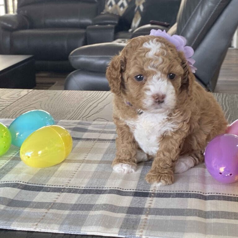 Chicklet-Micro_Labradoodle_girl-Labradoodle_puppies_for_sale_near_me-Precious_Doodle_Dogs-4