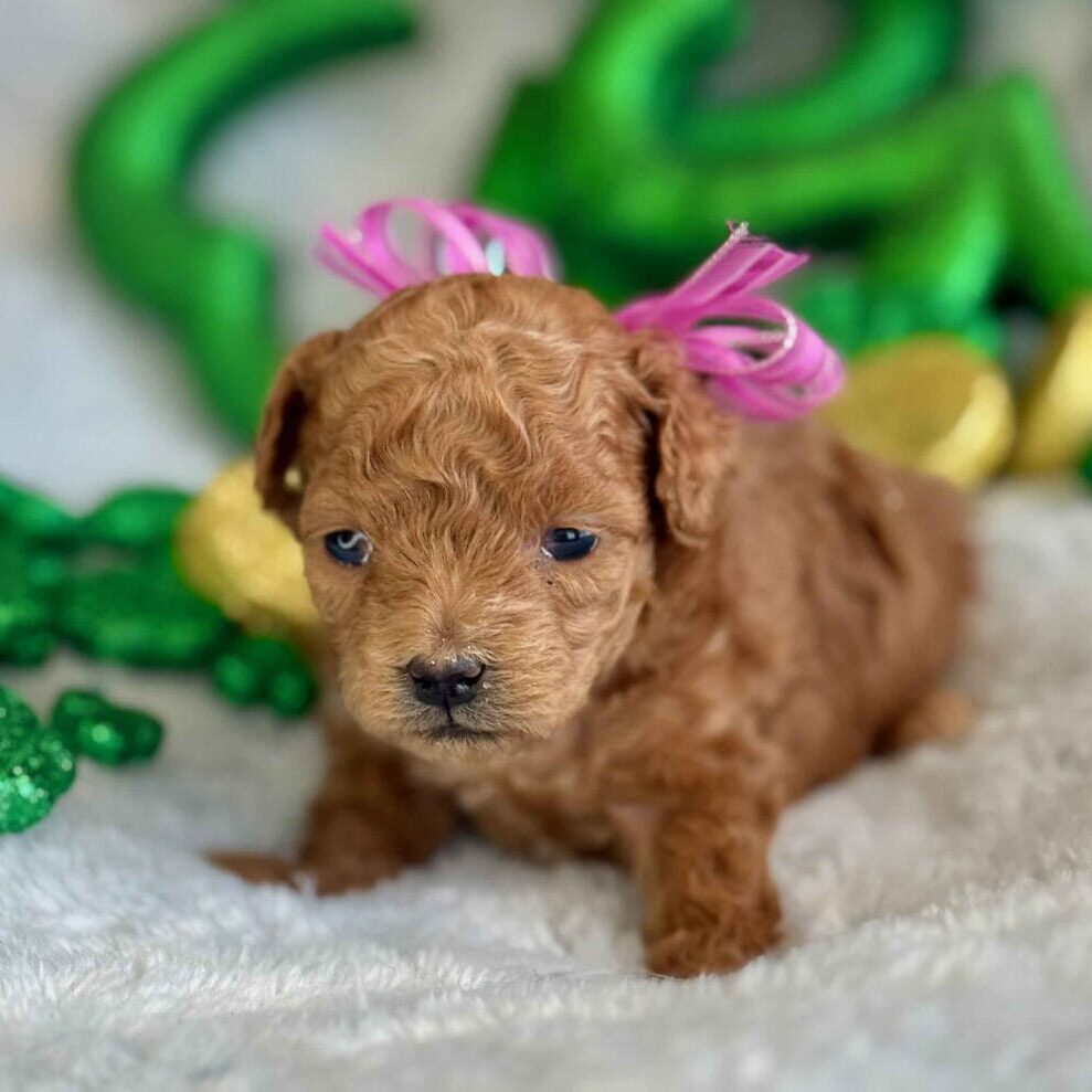 Spring-Micro_Labradoodle-00004