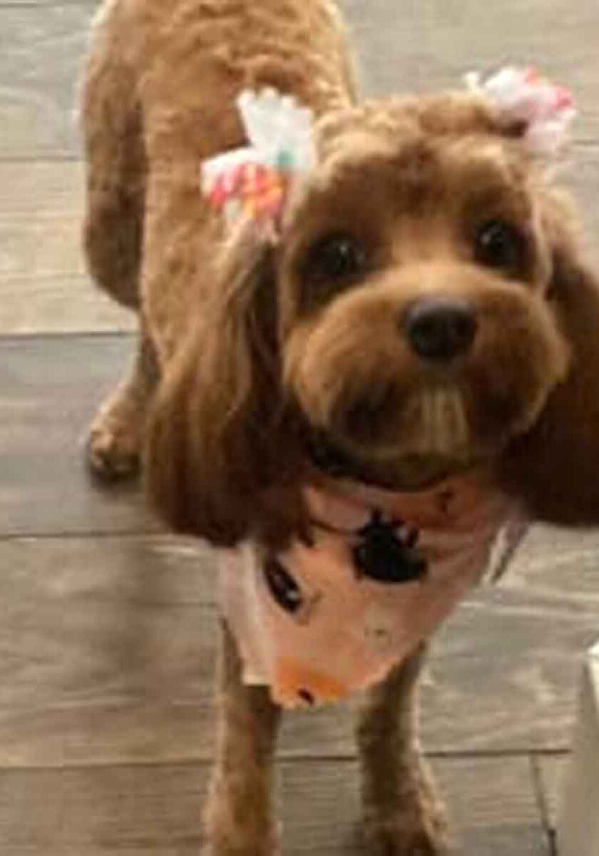 Winnie-MicroCavapoo