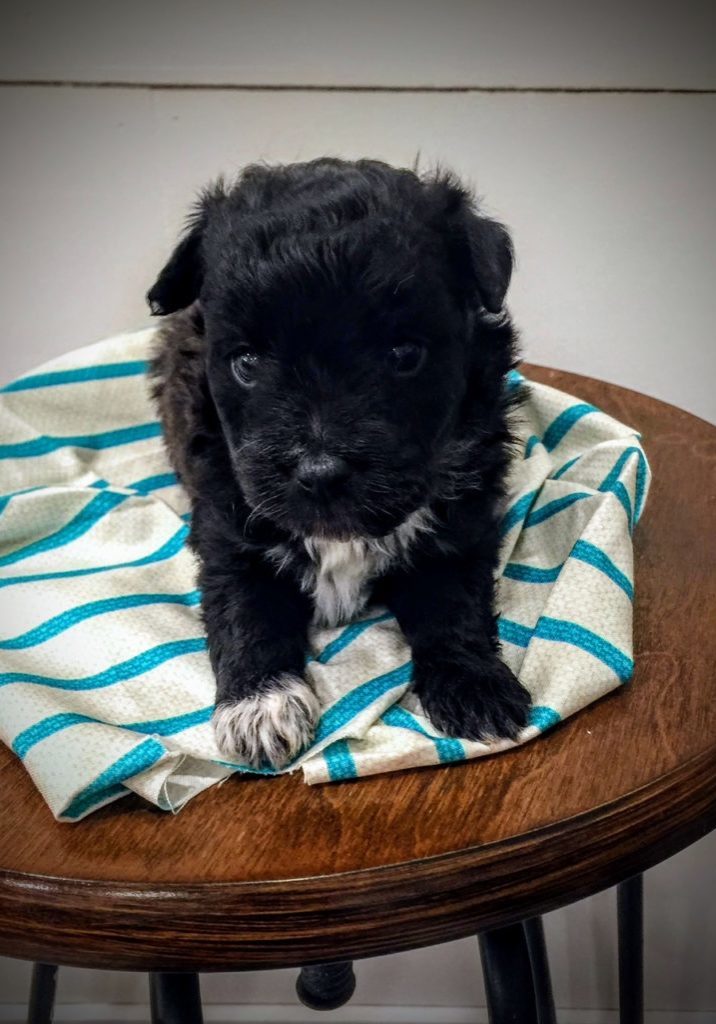 Aussiedoodle puppies - Mini Aussiedoodle & Teacup ...