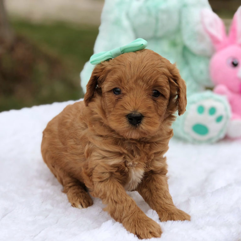43 Top Pictures F2B Mini Goldendoodle Puppies For Sale Near Me - Goldendoodles - Teacup Goldendoodle puppies - Precious ...