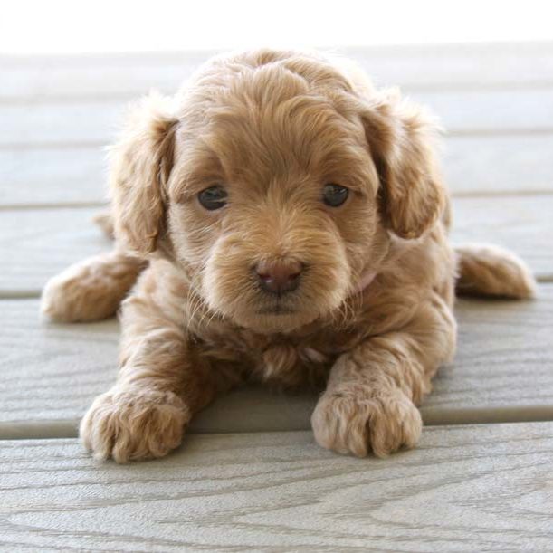 35 Best Pictures Goldendoodle Puppies Near Me Cheap - Breed: Goldendoodle Gender: Male Registry: Non Registrable ...