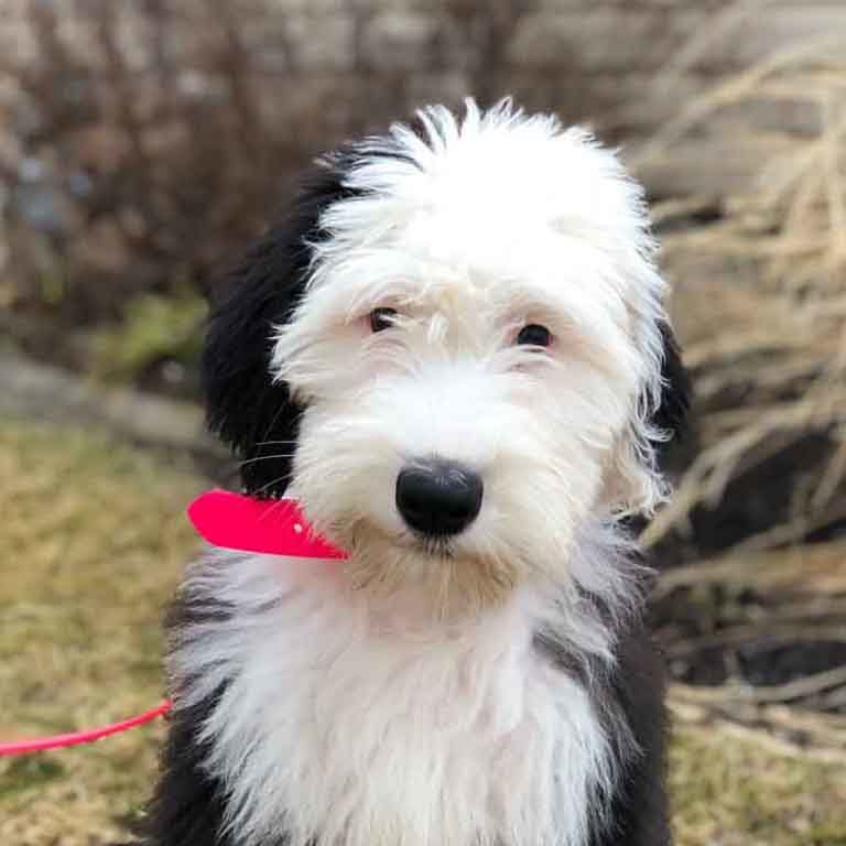 Sheepadoodle Puppies for Sale from Missouri Breeders